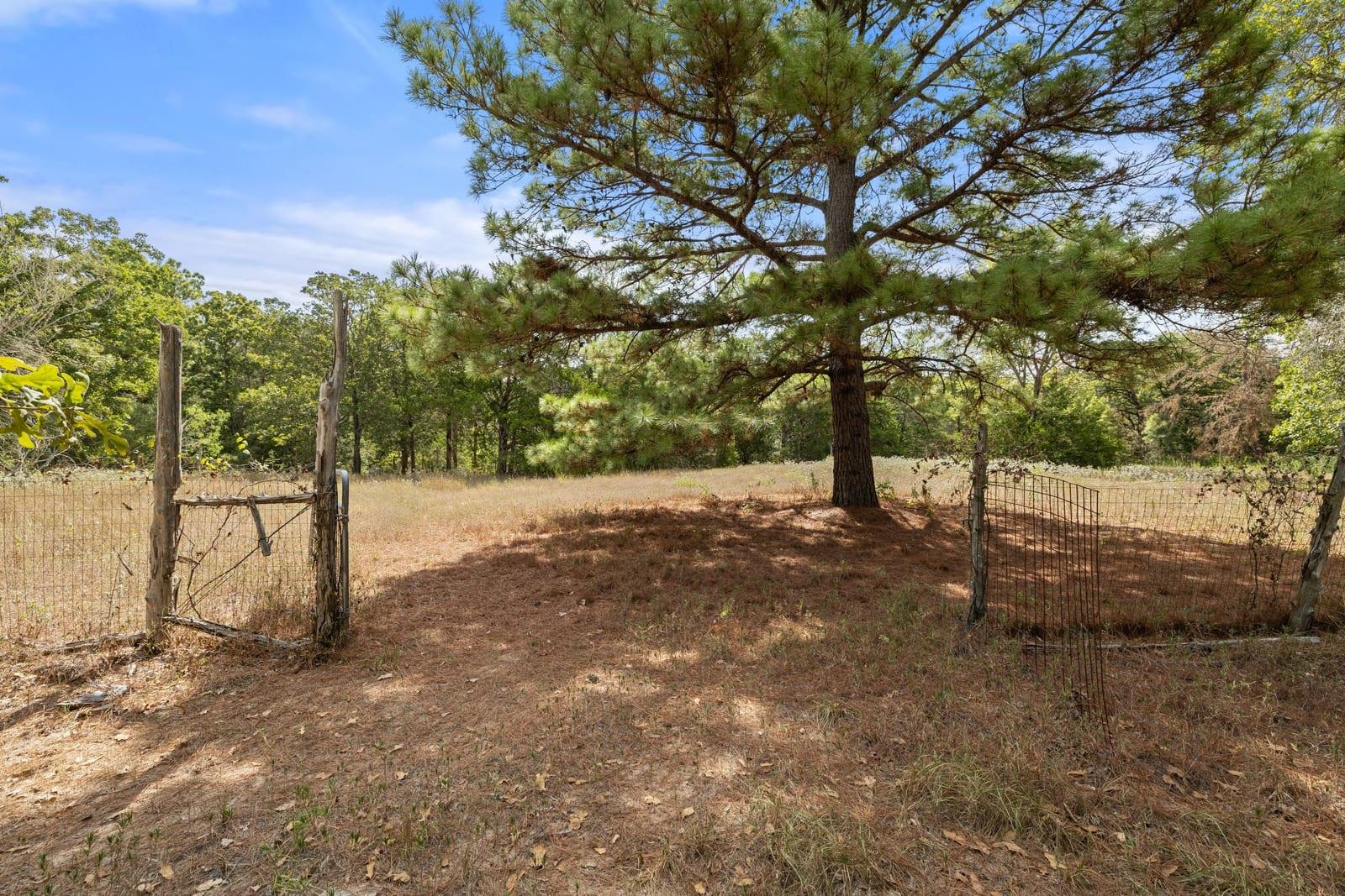 Wooded property clearing with a large pine tree and rustic wire gate