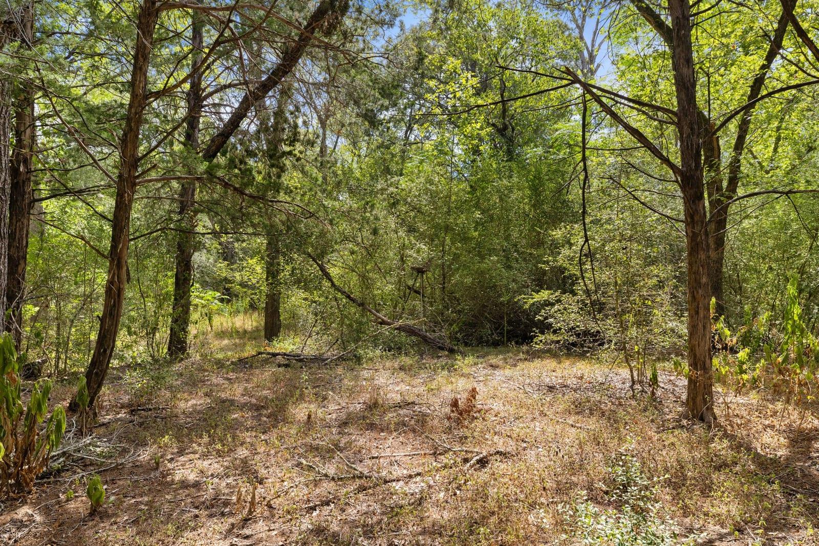 Wooded lot with mature trees surrounding a small clearing.