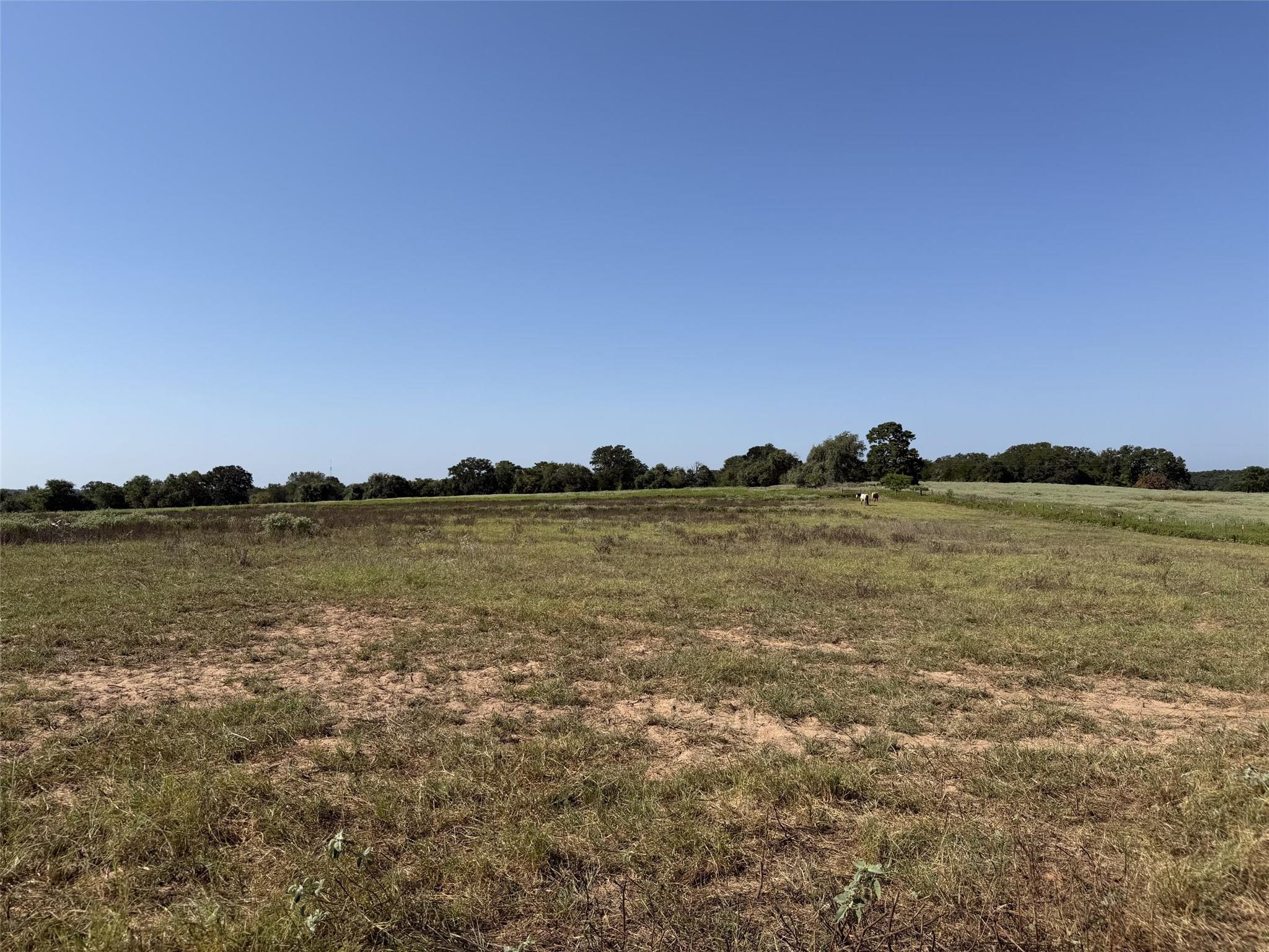 Open pasture with patchy grass, distant grazing cattle, and a tree-lined horizon.