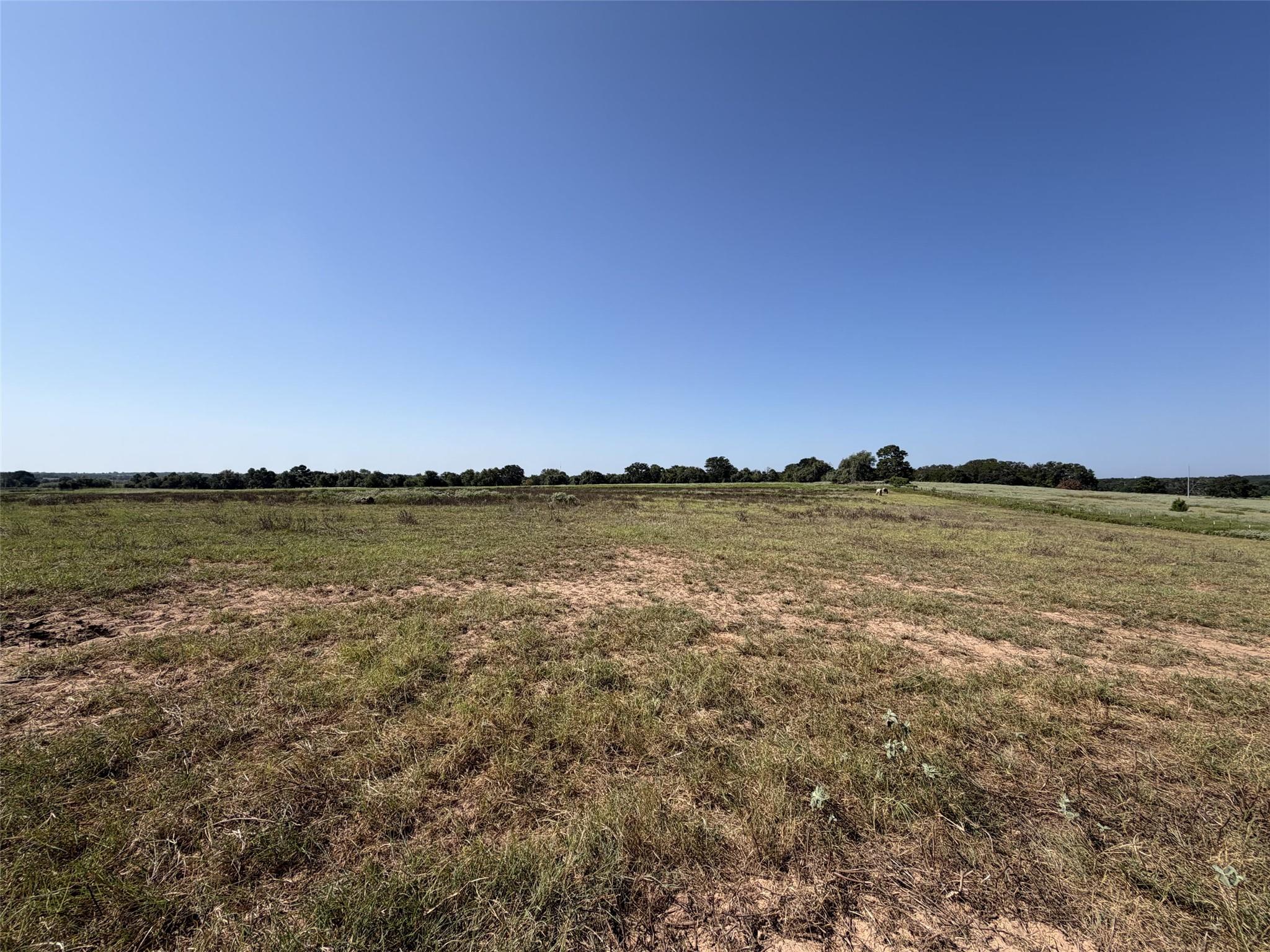 Open grassy acreage with patches of dry soil, distant trees, and cattle beneath a clear blue sky.