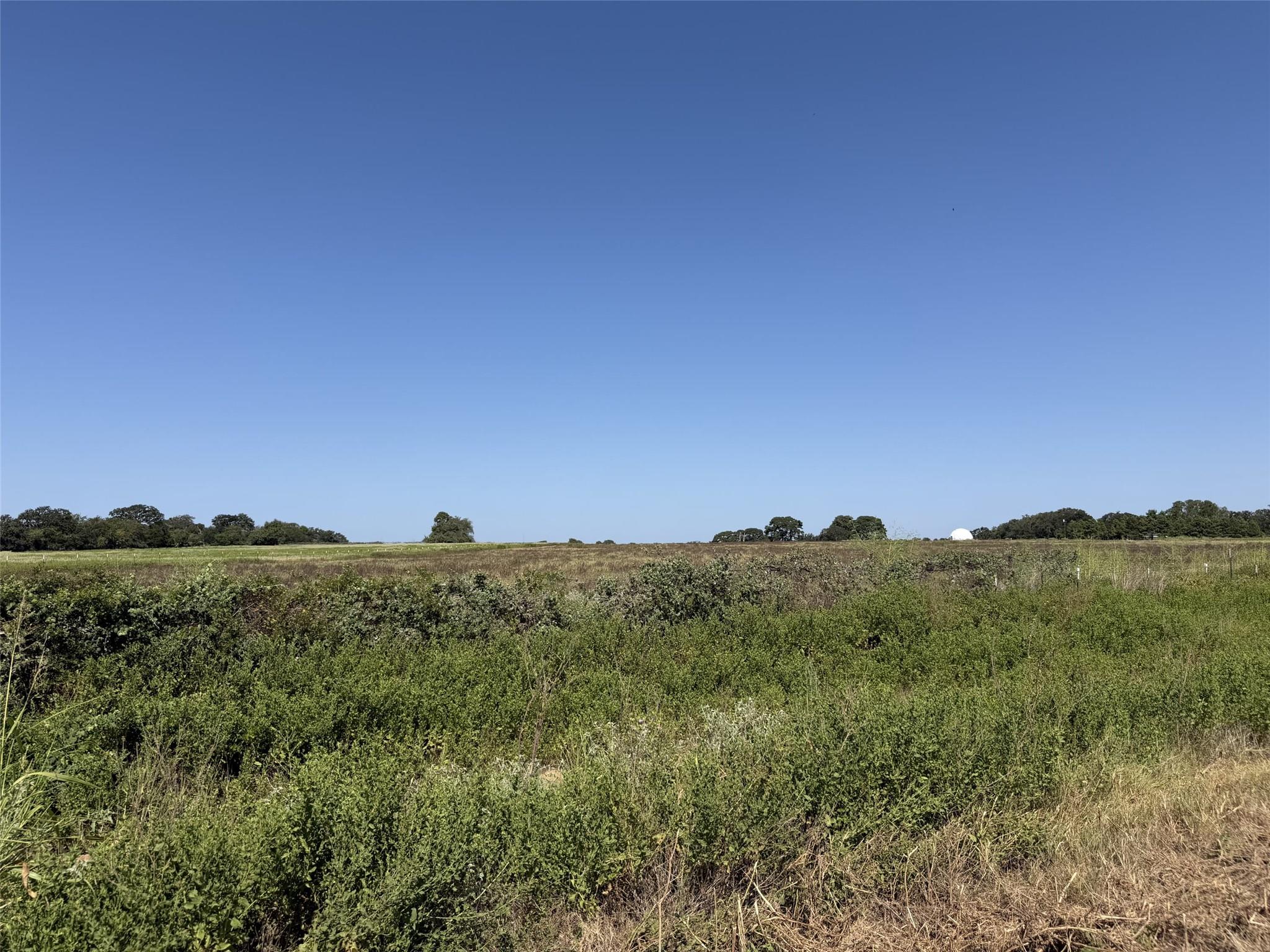 Open grassy land with foreground brush, distant trees, and a clear blue sky.