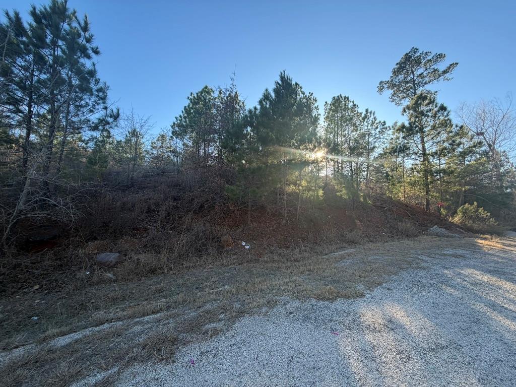 Wooded vacant lot beside a gravel road, with pine trees and brush.