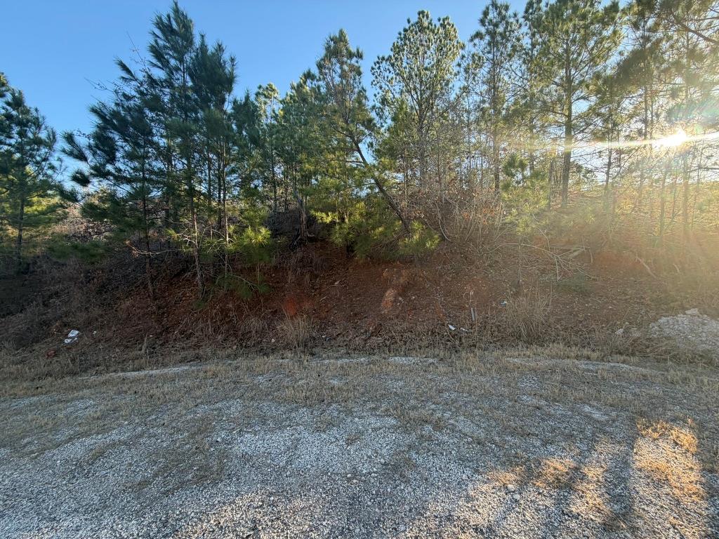Wooded lot with pine and leafless trees beside a gravel roadside.