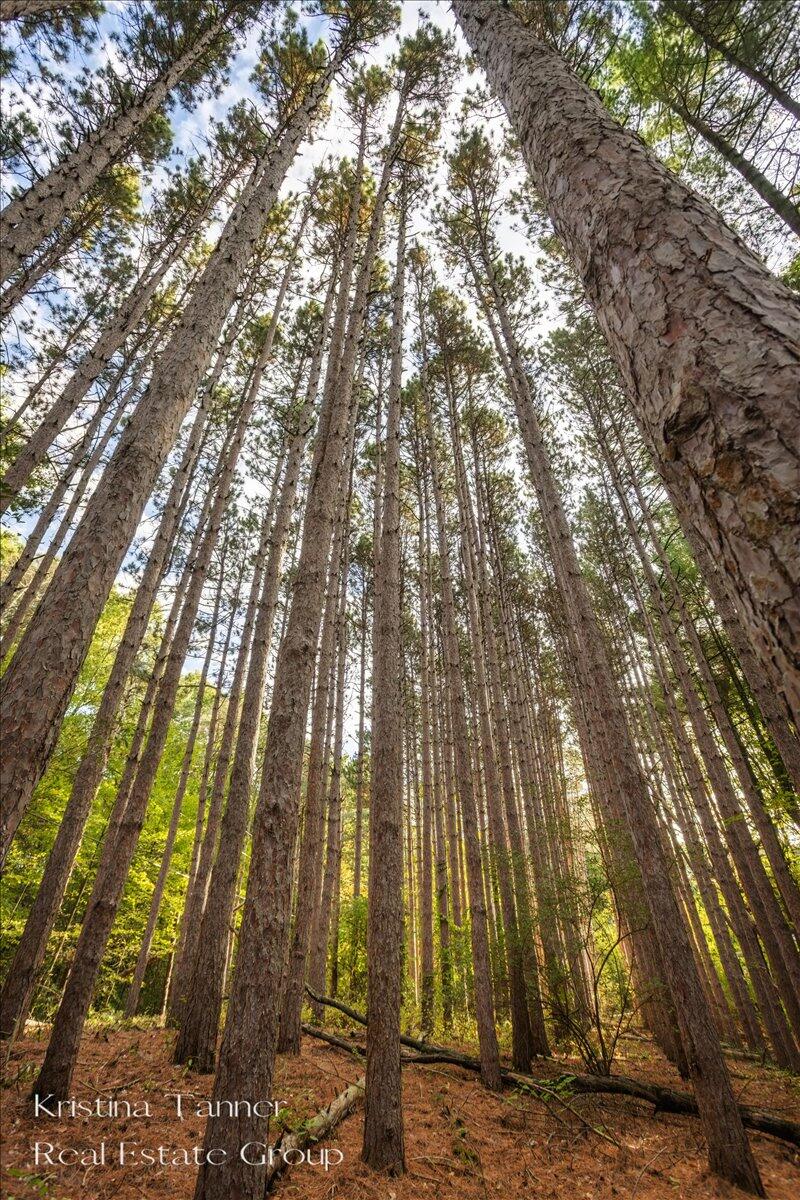 7351 Leonard Street NE