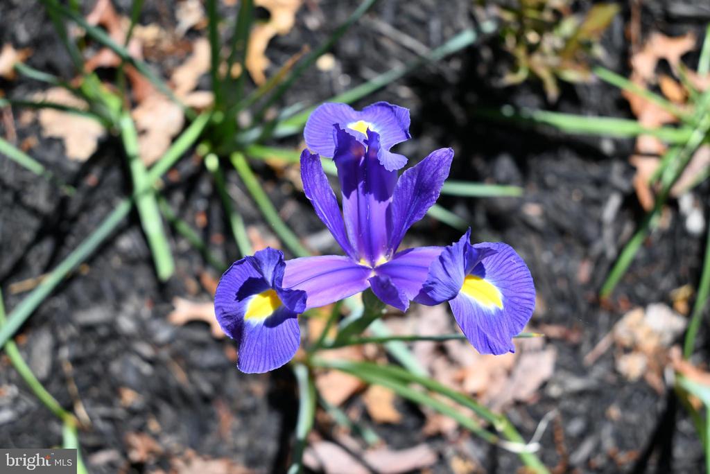 13017 ORANGE PLANK ROAD