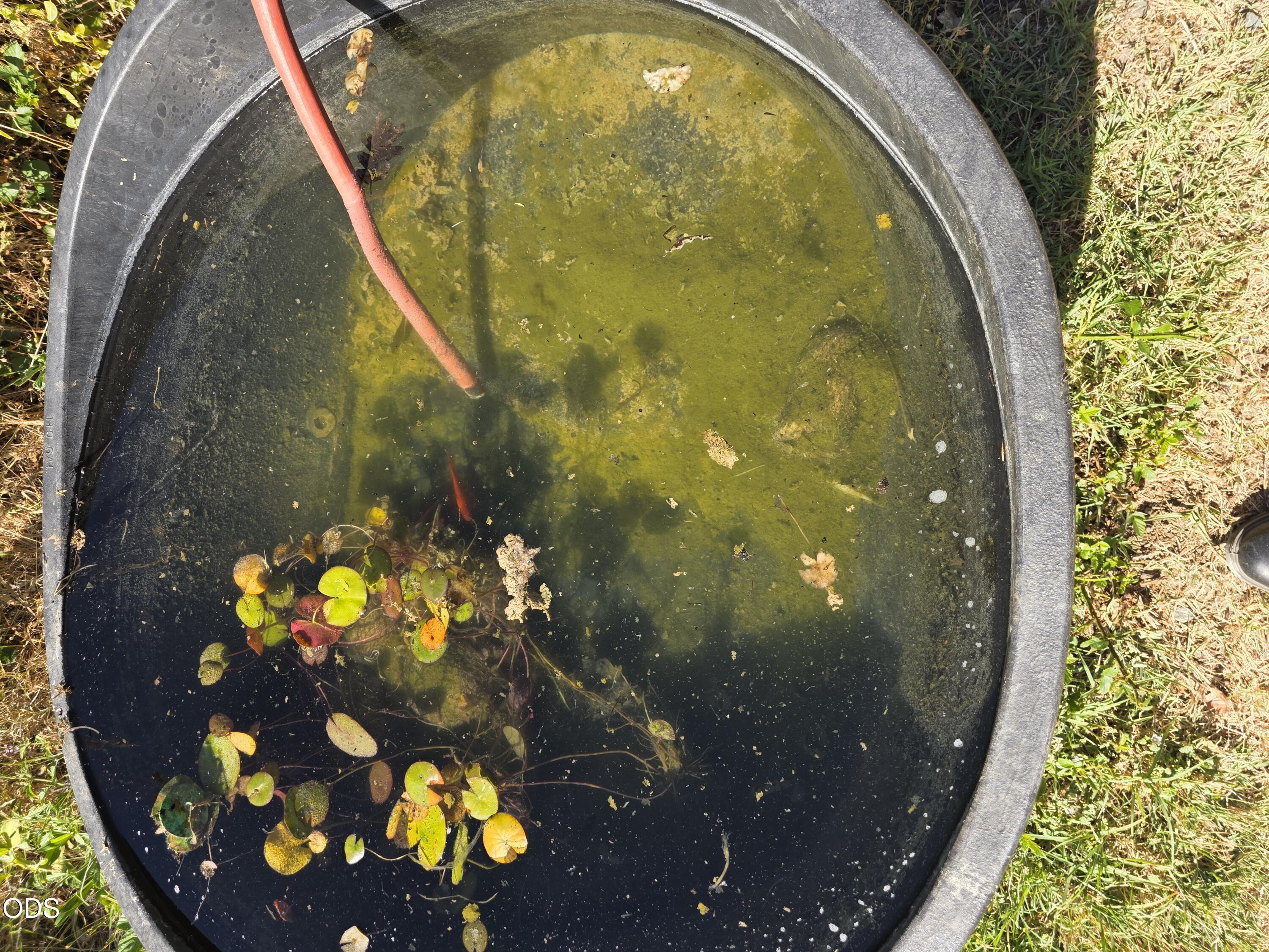 Round garden pond with floating plants and a red hose.