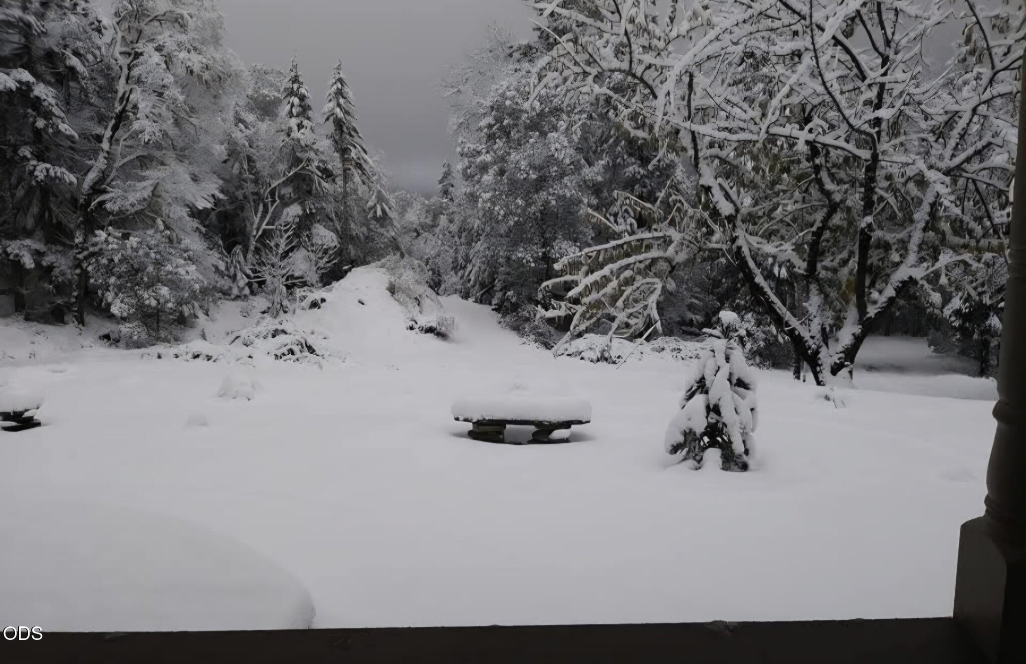 Snow-covered backyard with a low outdoor table and trees heavy with snow.