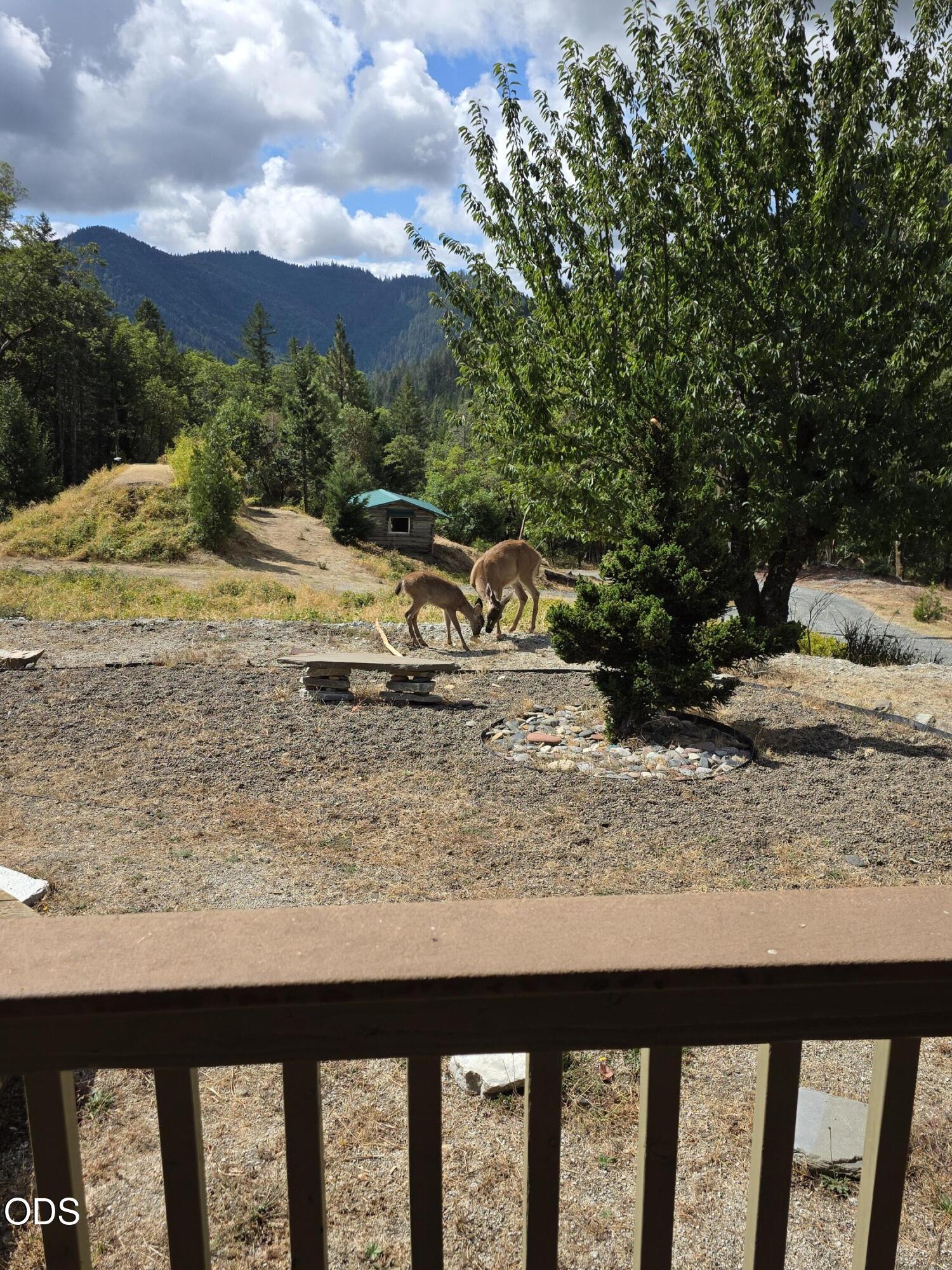 Dry hillside yard with two grazing deer, a small cabin, and forested mountain views.