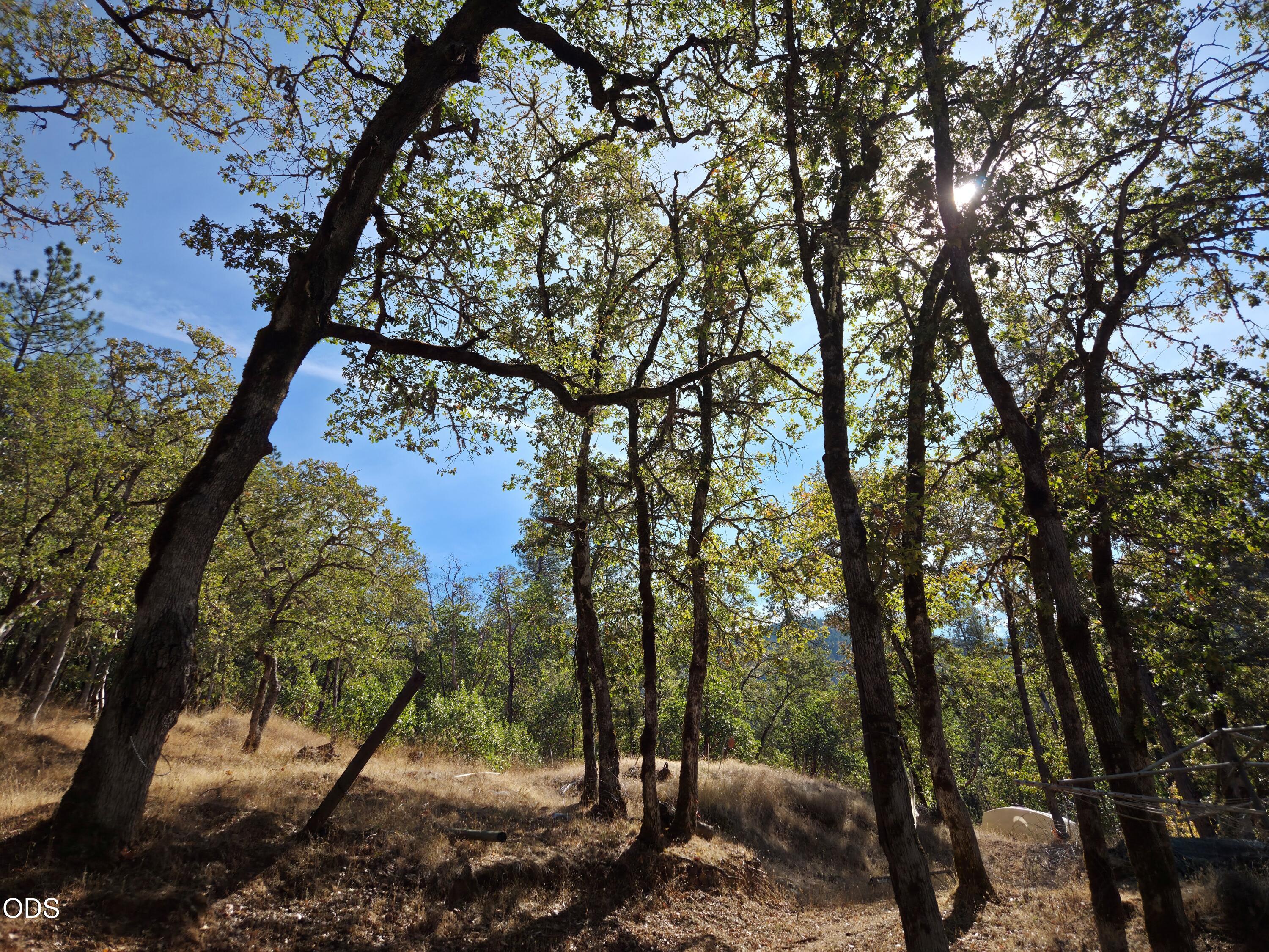 Wooded hillside lot with mature trees, dry grass, and sunlight filtering through the canopy.