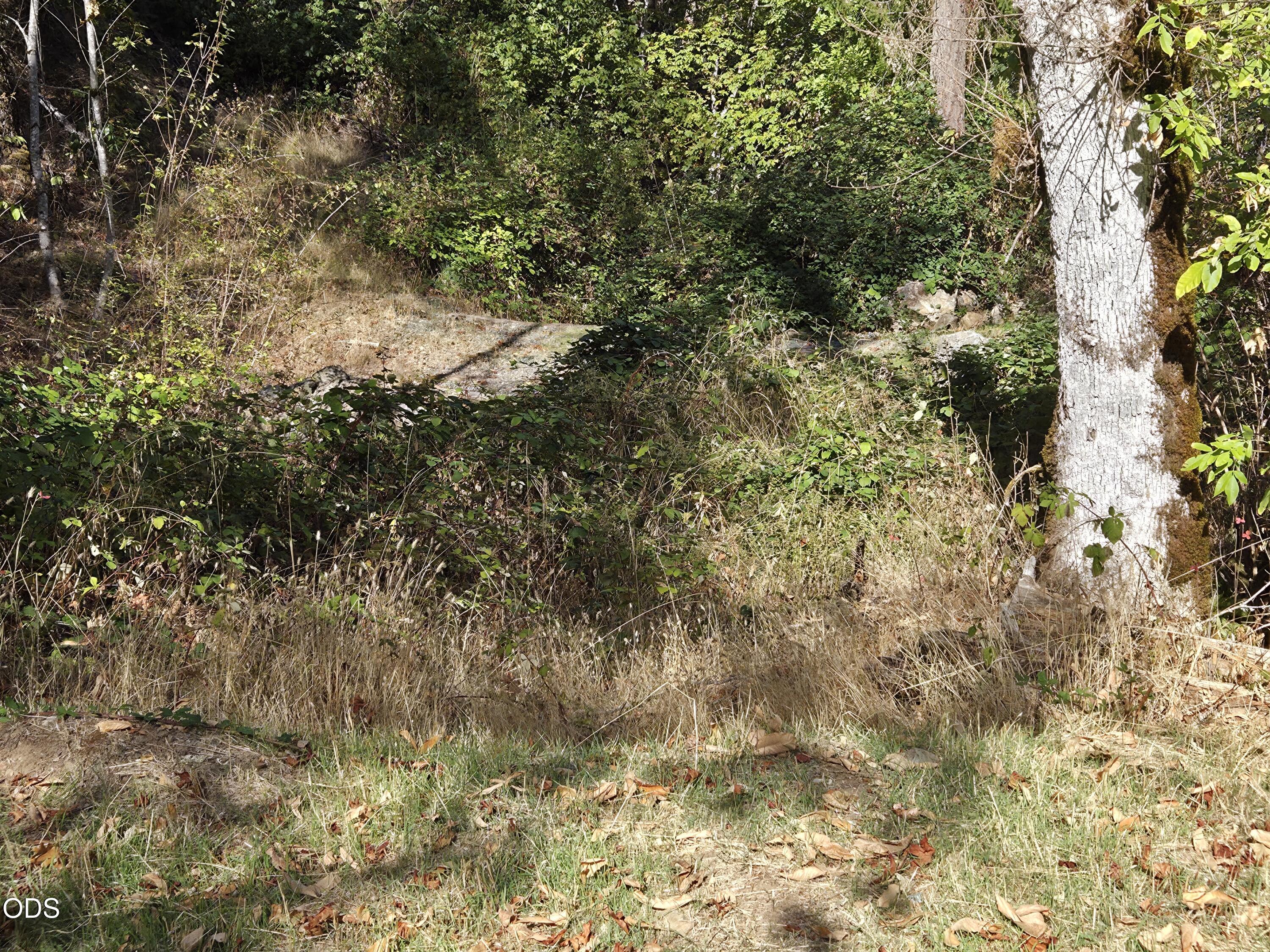 Wooded property clearing with dense shrubs, dry grasses, fallen leaves, and a large tree.