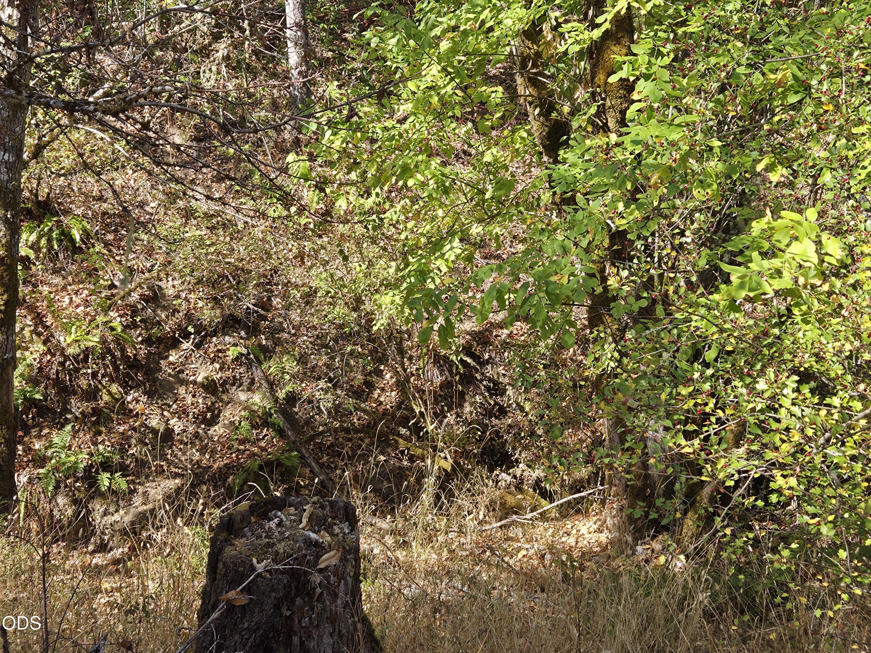 Wooded land with dense foliage, leaf-covered ground, ferns, and a large tree stump.