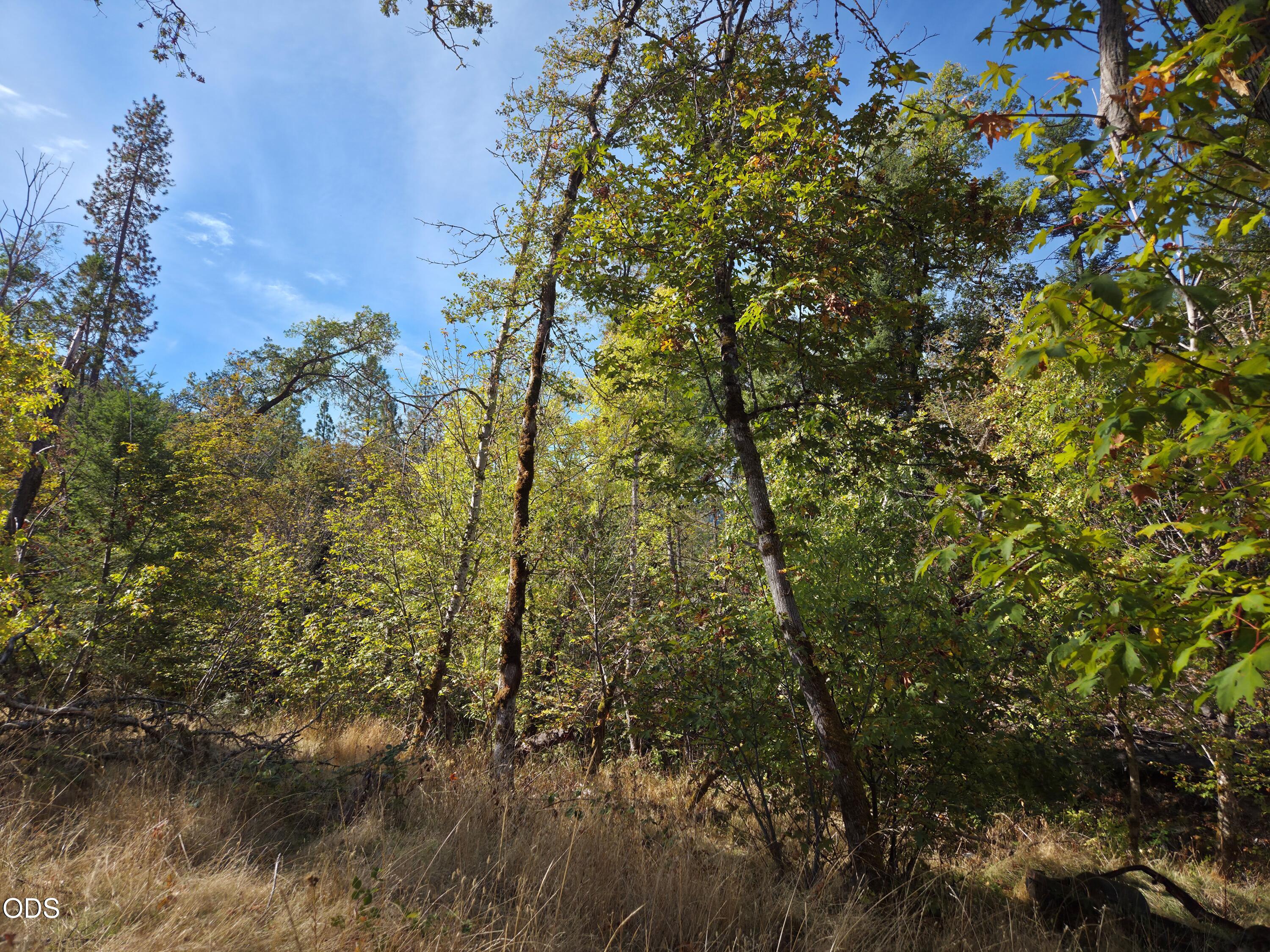 Wooded property with mature trees, dense autumn foliage, and dry grass.