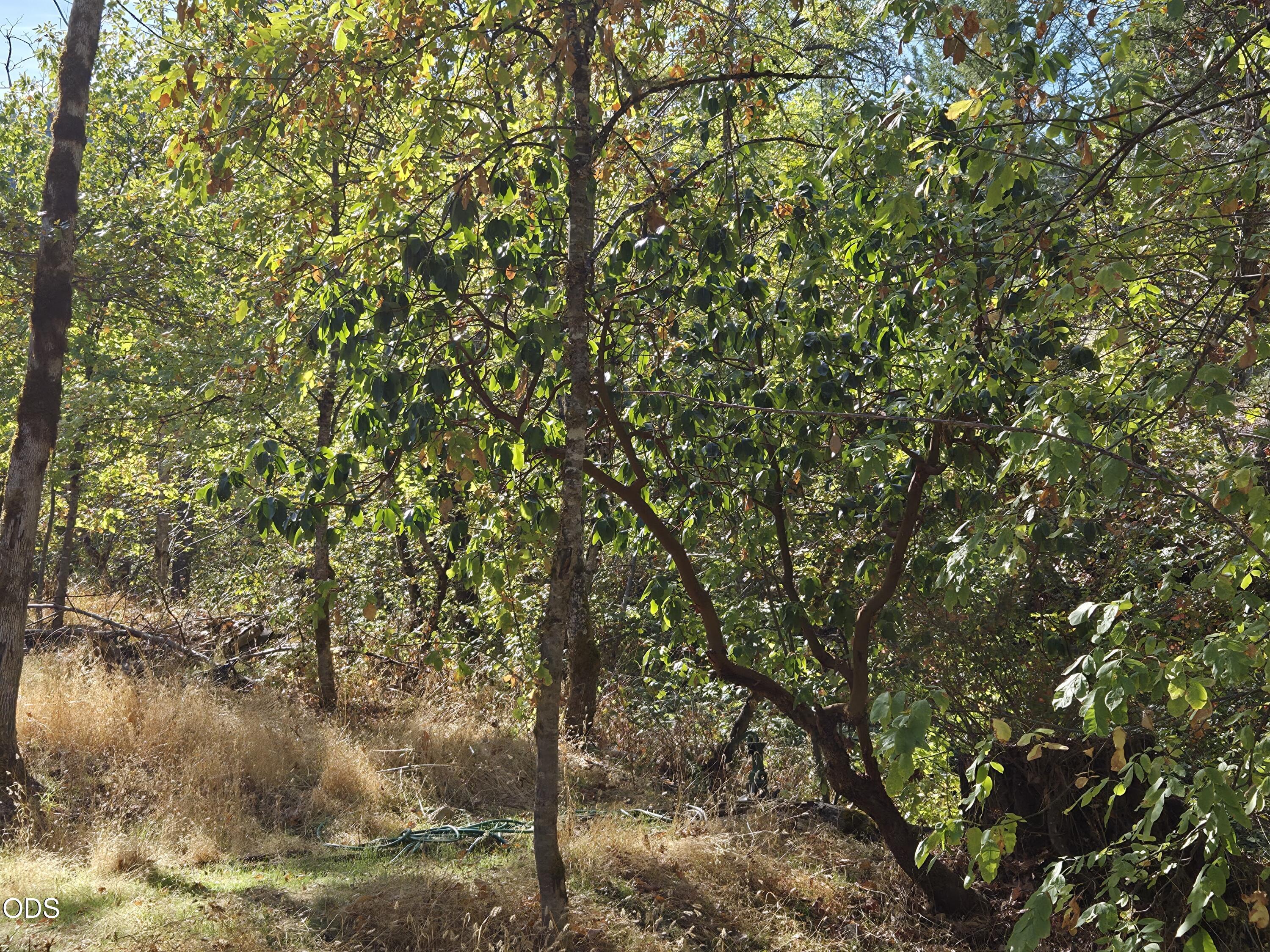 Wooded property with mature trees, dense foliage, and dry grass.