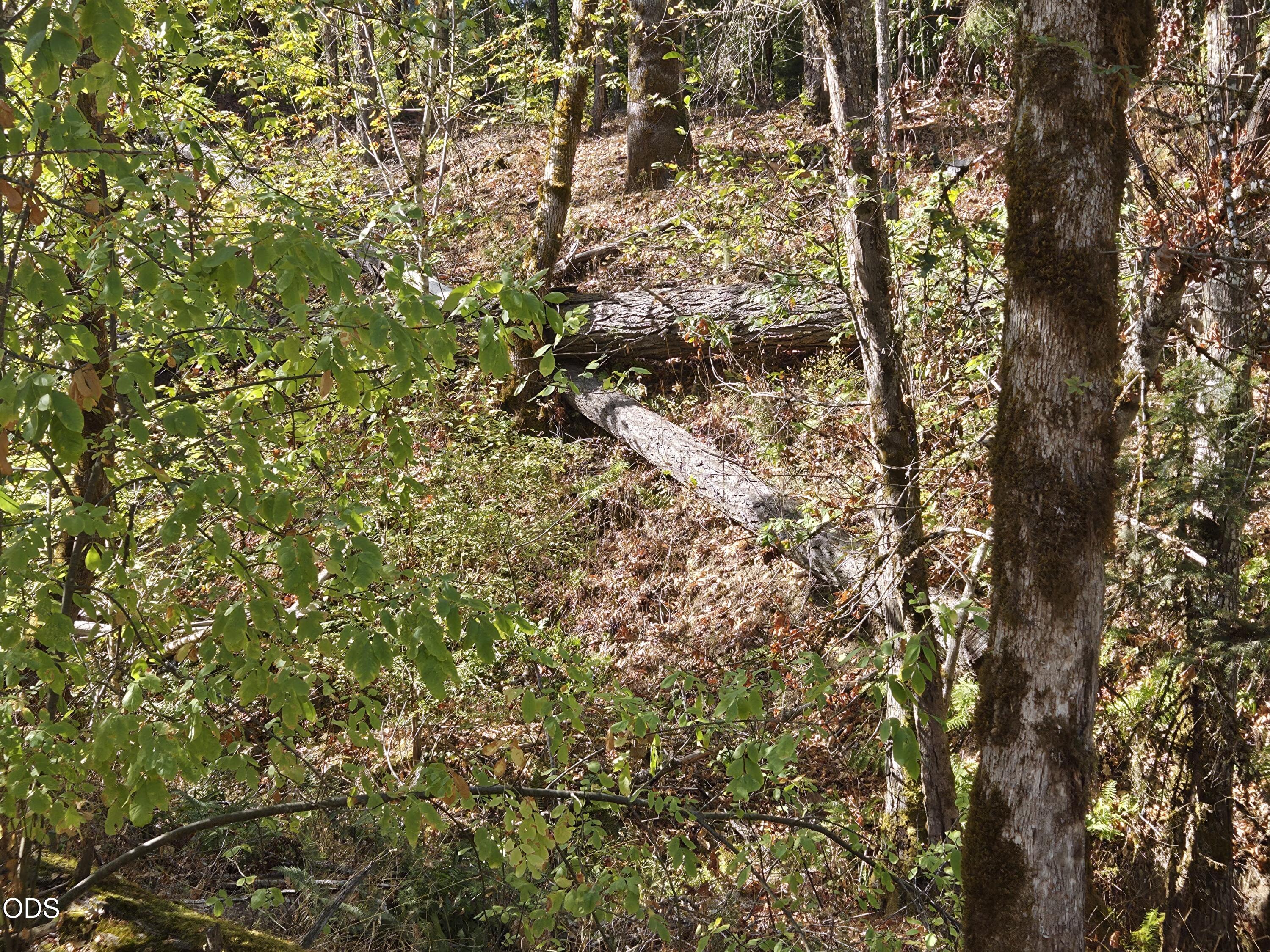 Wooded property with dense undergrowth and fallen logs among mature trees.