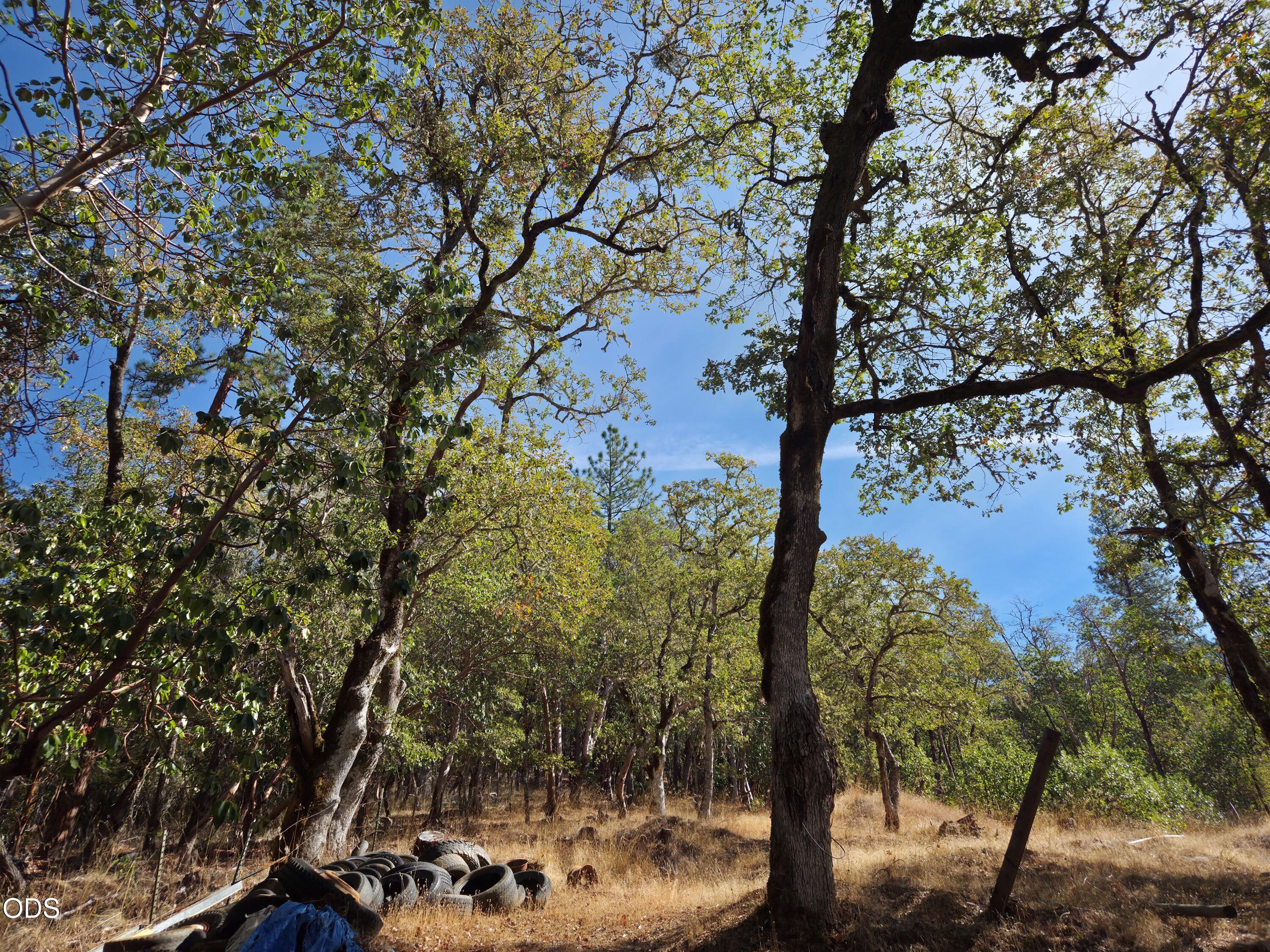 Wooded property with mature trees, dry grass, and discarded tires beneath a clear blue sky.