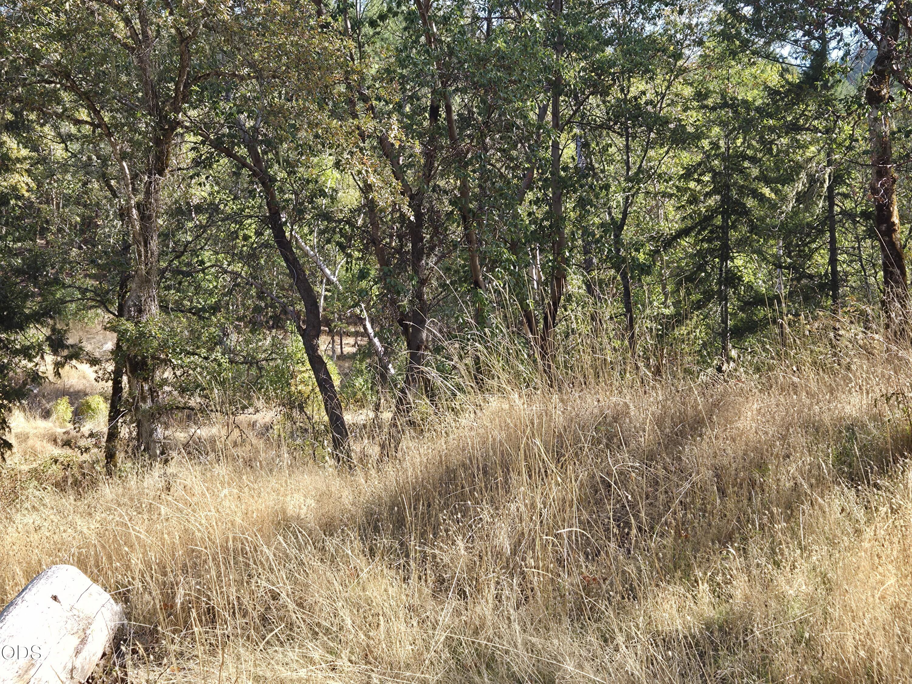 Wooded land with mature trees and tall dry grass on a sunny slope.