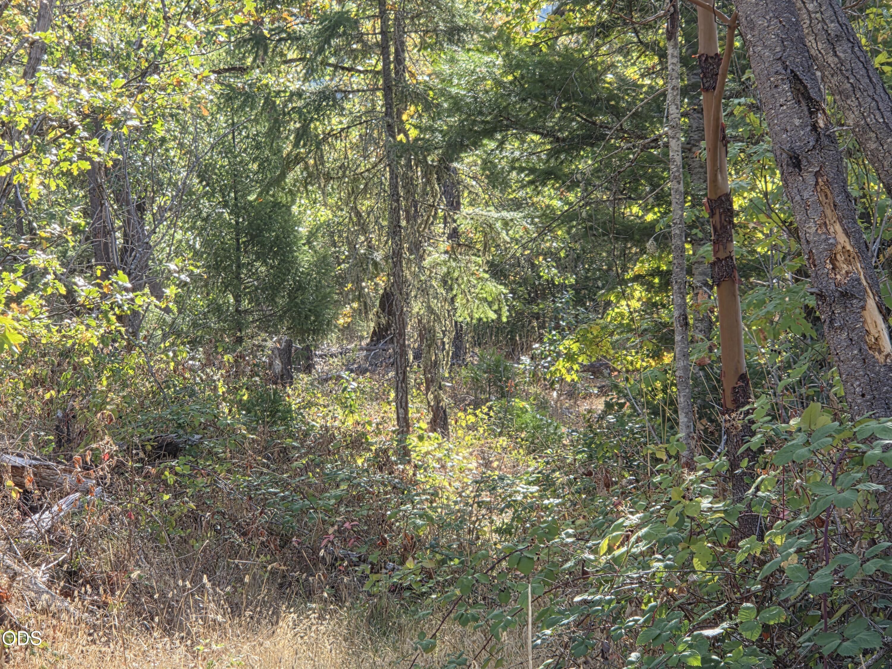 Wooded property with dense undergrowth and a wooden utility pole among the trees.