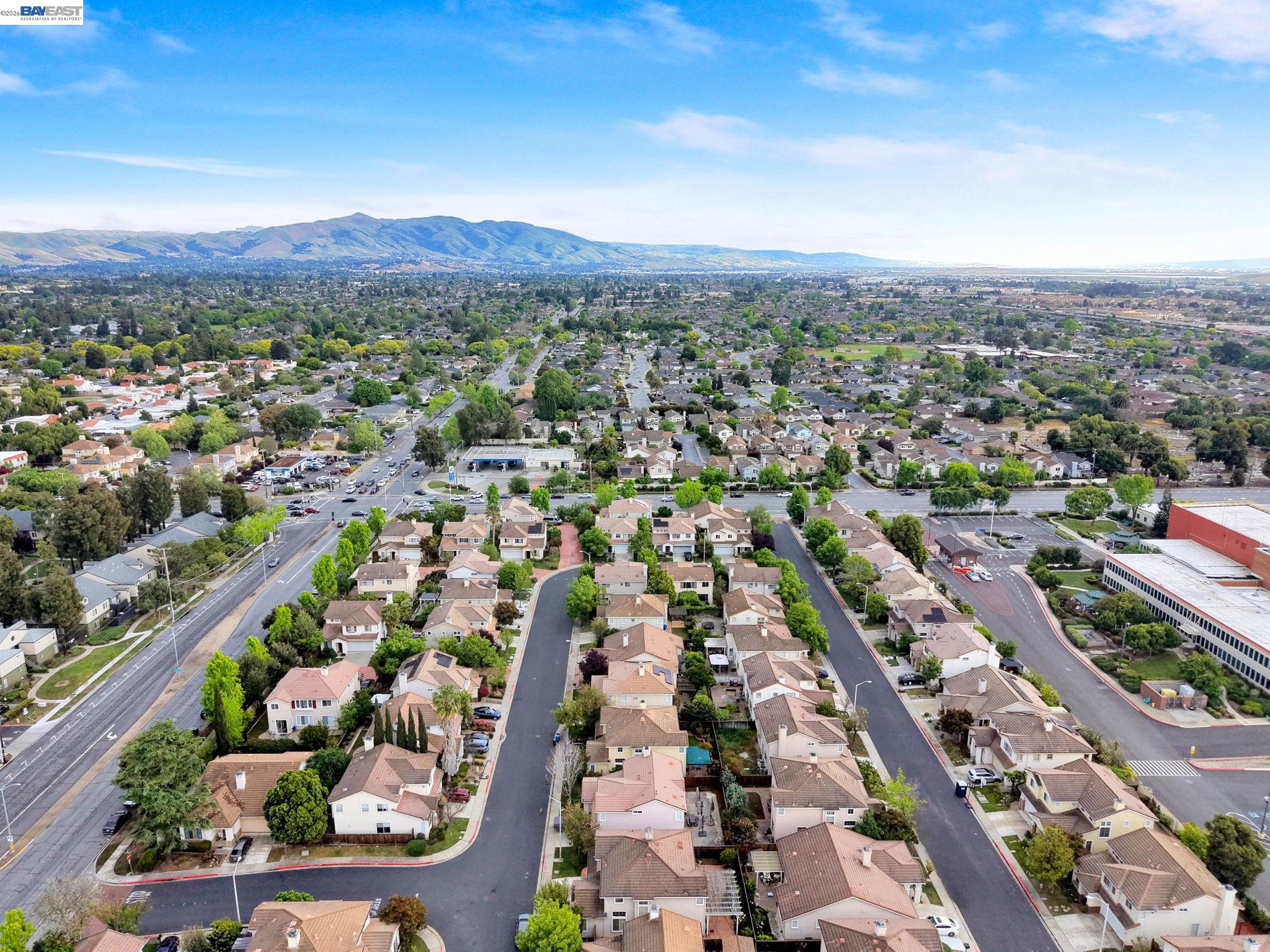 37489 Summer Holly Cmn