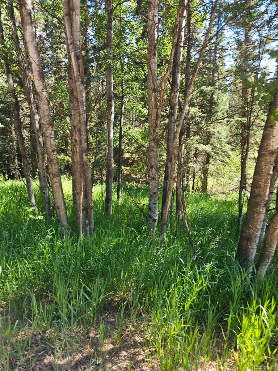 1164 Arapahoe Creek Trail