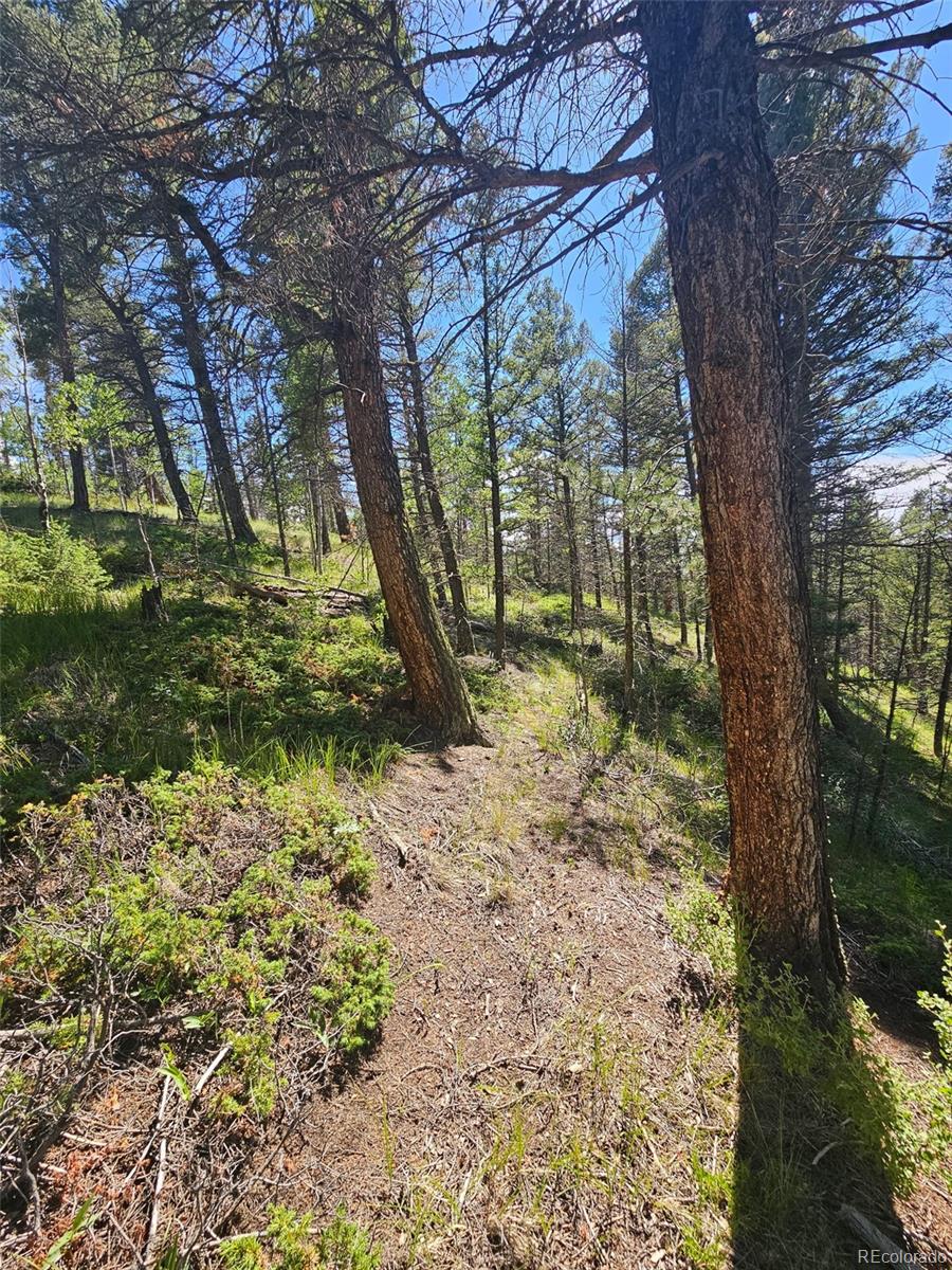 1164 Arapahoe Creek Trail