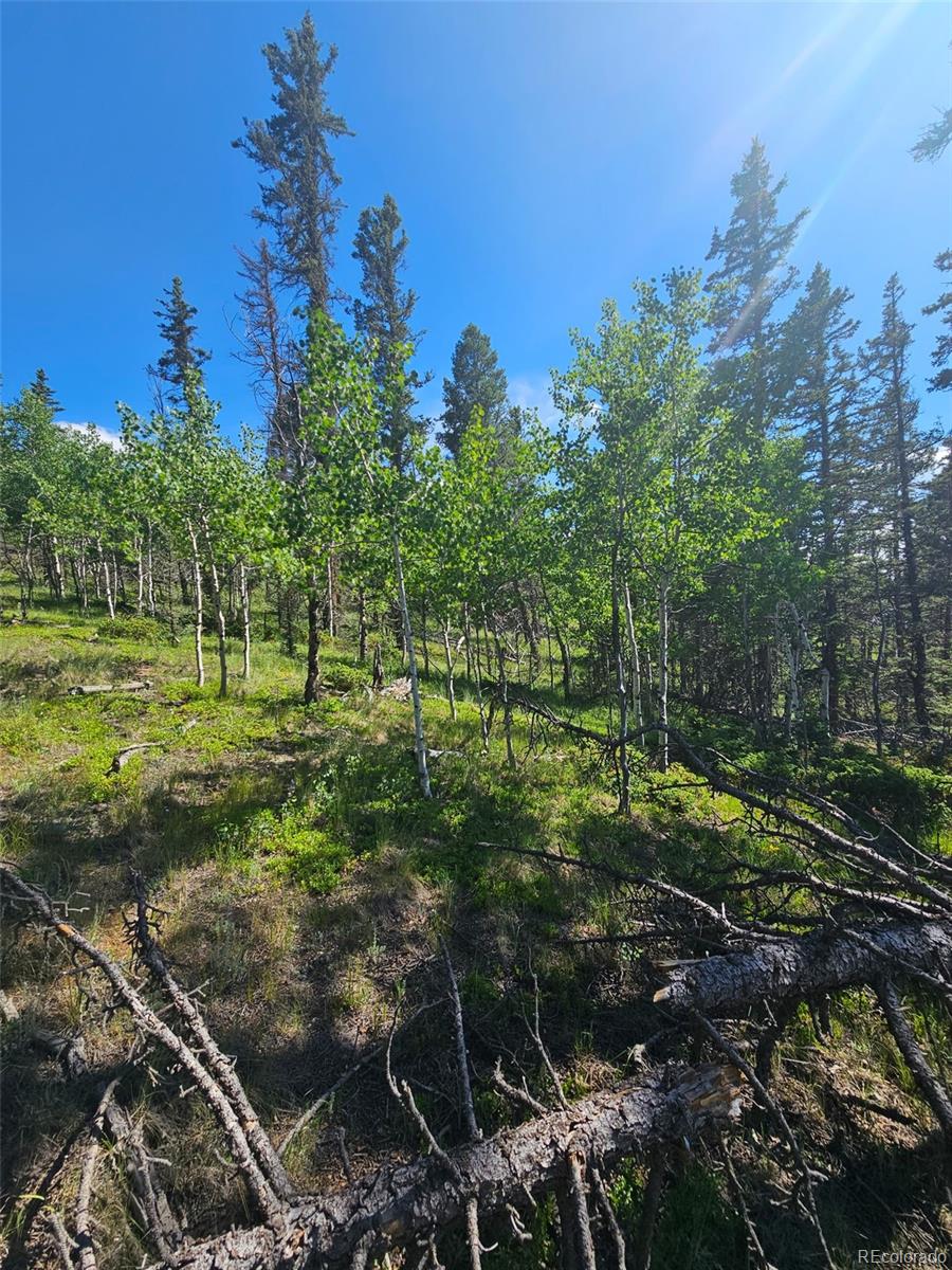 1164 Arapahoe Creek Trail