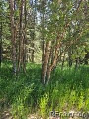 1164 Arapahoe Creek Trail