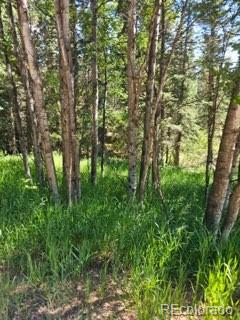 1164 Arapahoe Creek Trail