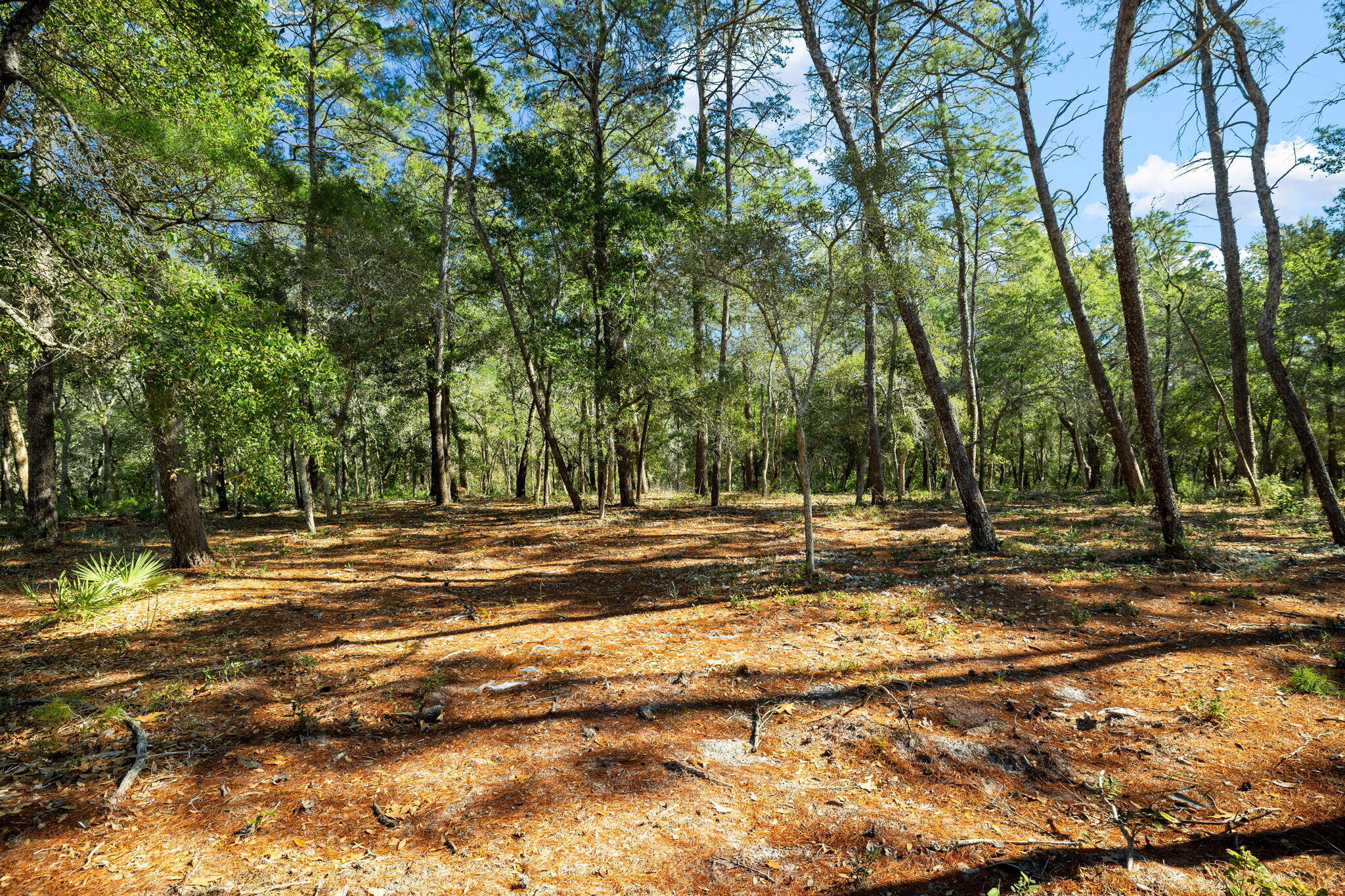 1733 Lost Cove Lane