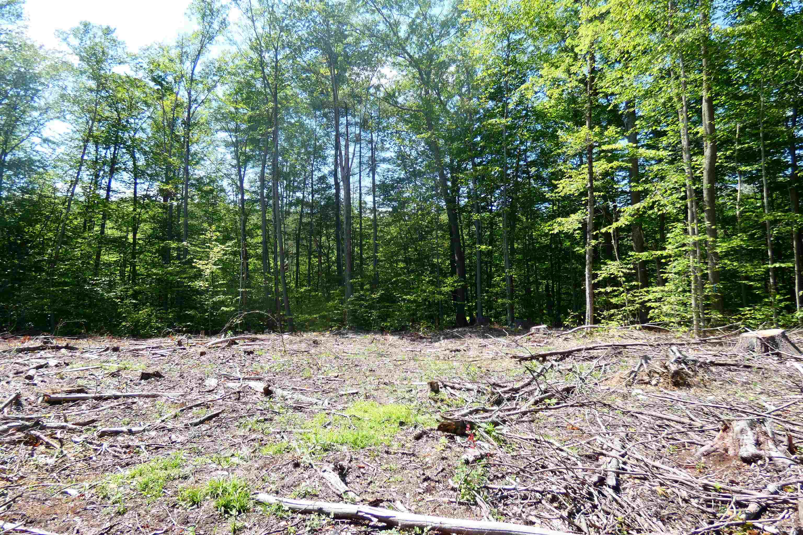 Partially cleared wooded lot with scattered cut branches and mature trees.