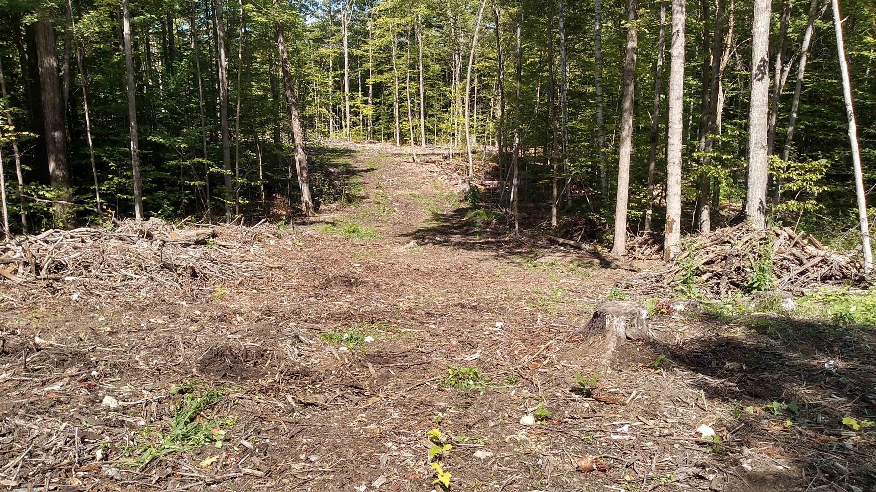 Cleared area on a wooded lot, with mature trees, piles of brush, and a stump.