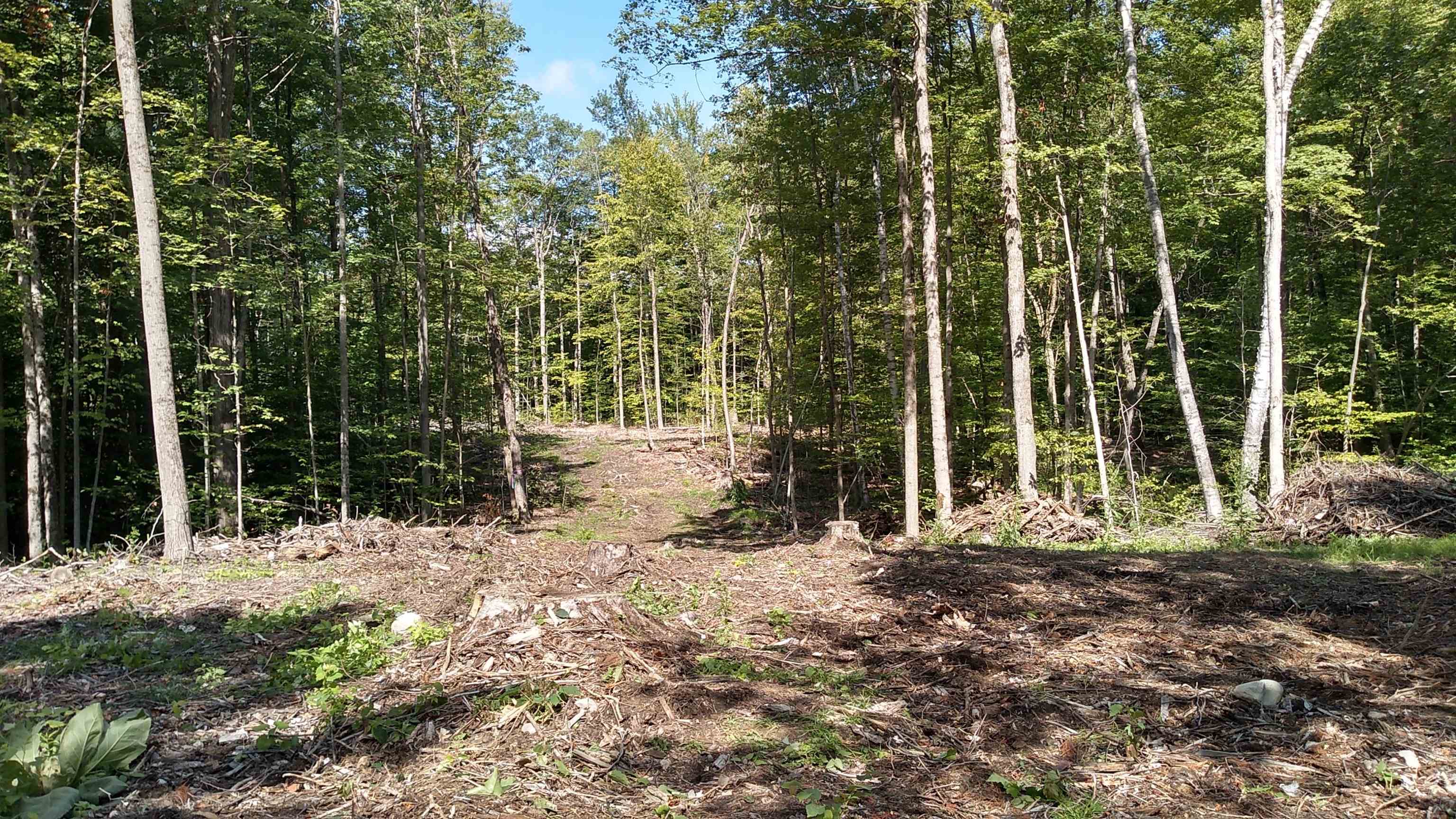 Wooded vacant lot with a cleared opening and rough path leading into the trees.