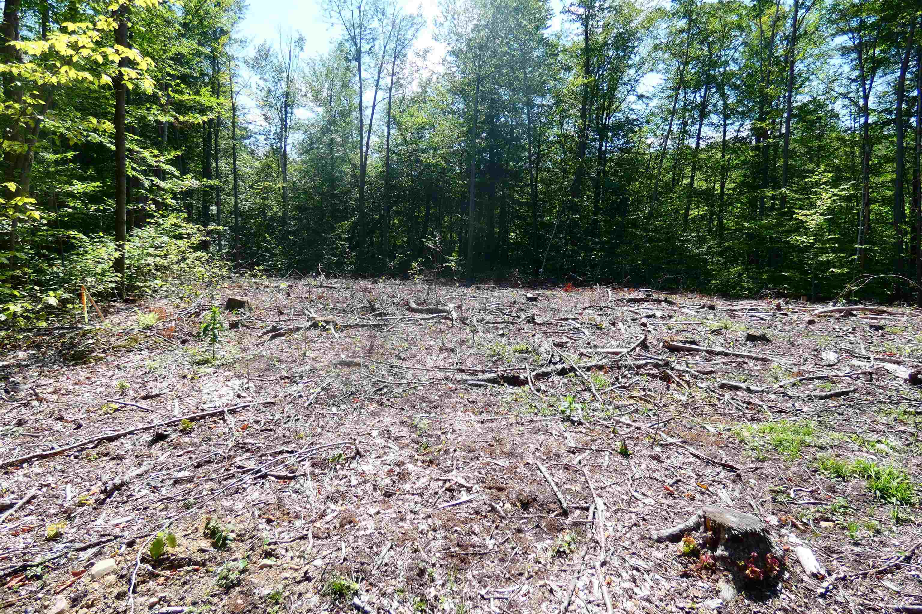 Cleared building lot surrounded by dense forest, with exposed soil, branches, and tree stumps.