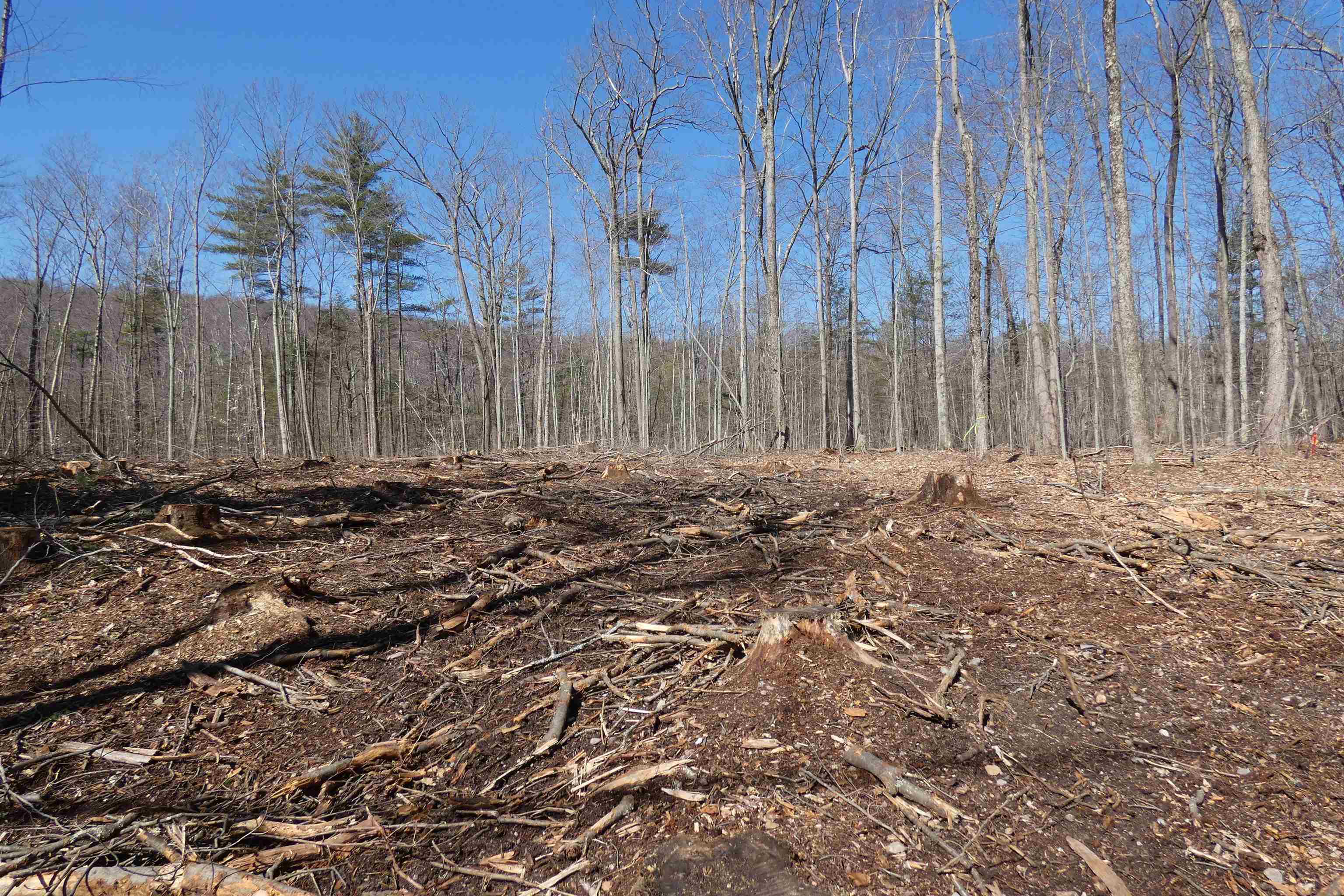 Cleared wooded lot with tree stumps and cut branches beneath leafless trees.