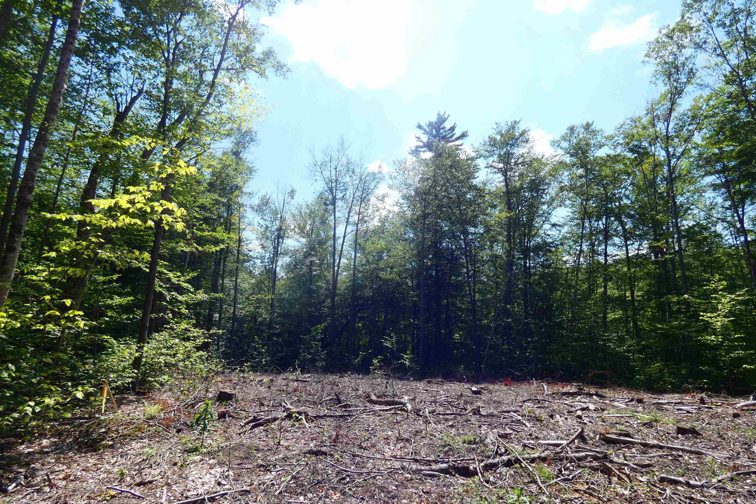 Cleared wooded lot with exposed soil and scattered branches, surrounded by mature trees.