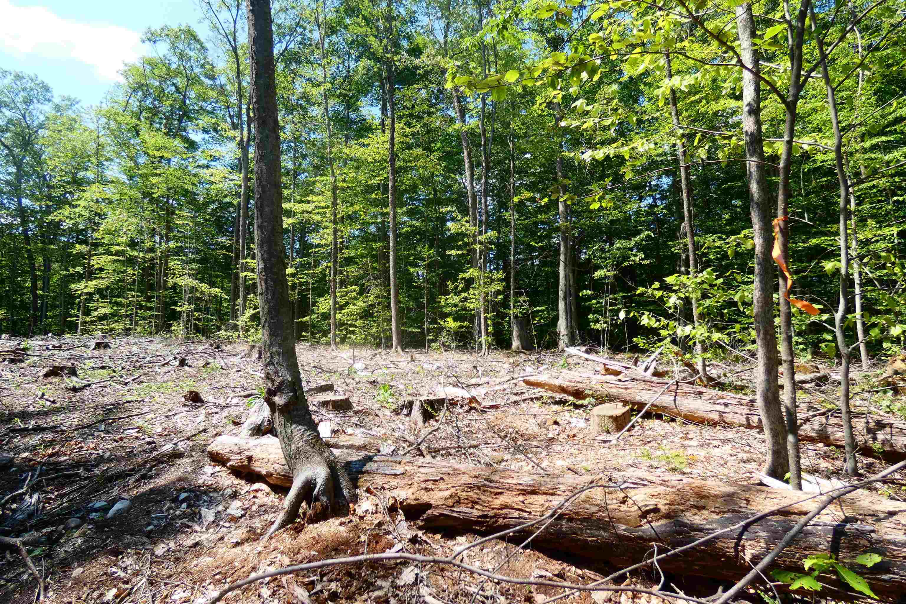 Wooded lot with a cleared forest floor, fallen logs, and an orange marker ribbon on a tree.