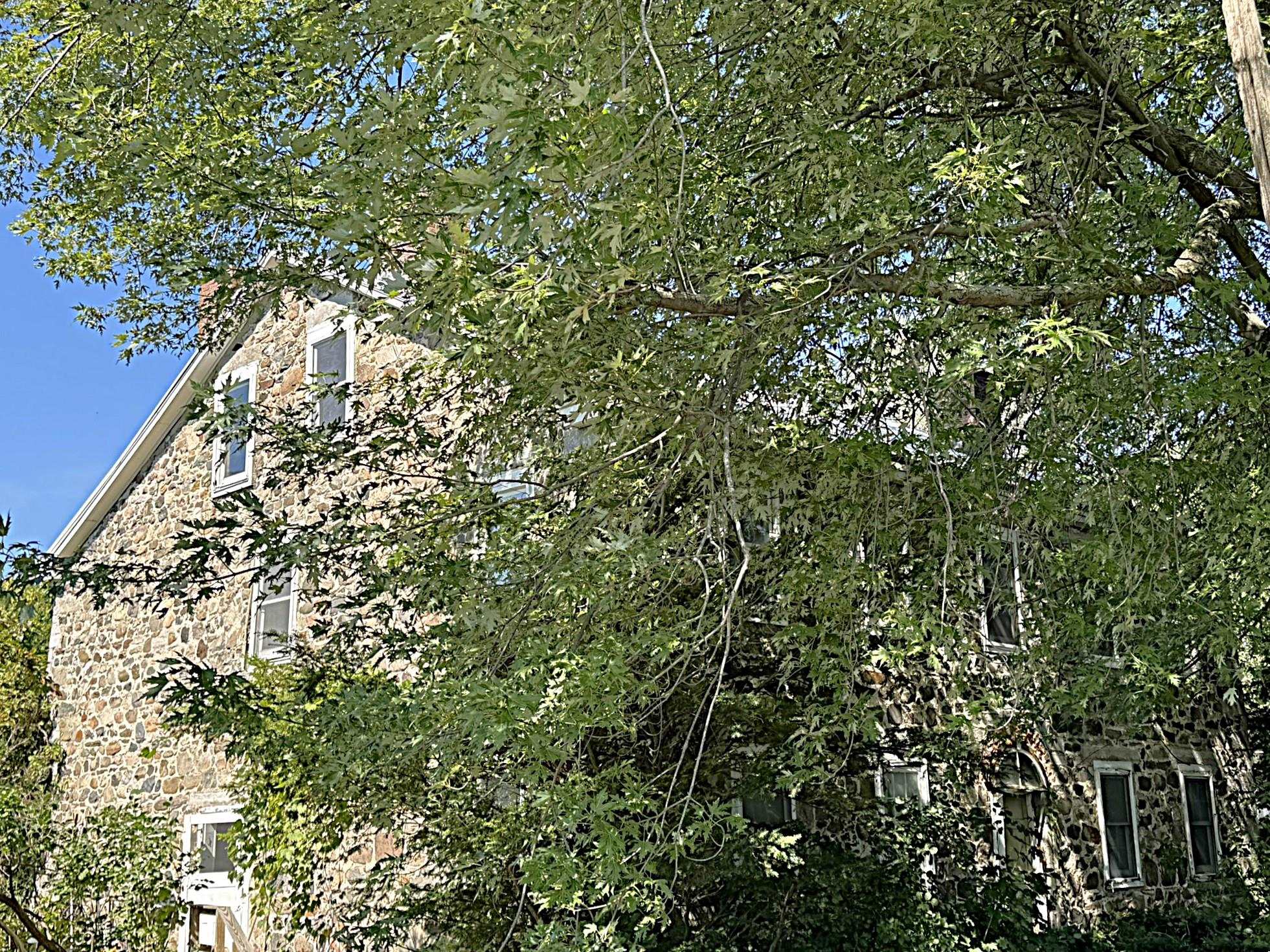 Stone house partly obscured by a large leafy tree, with white-trimmed windows.