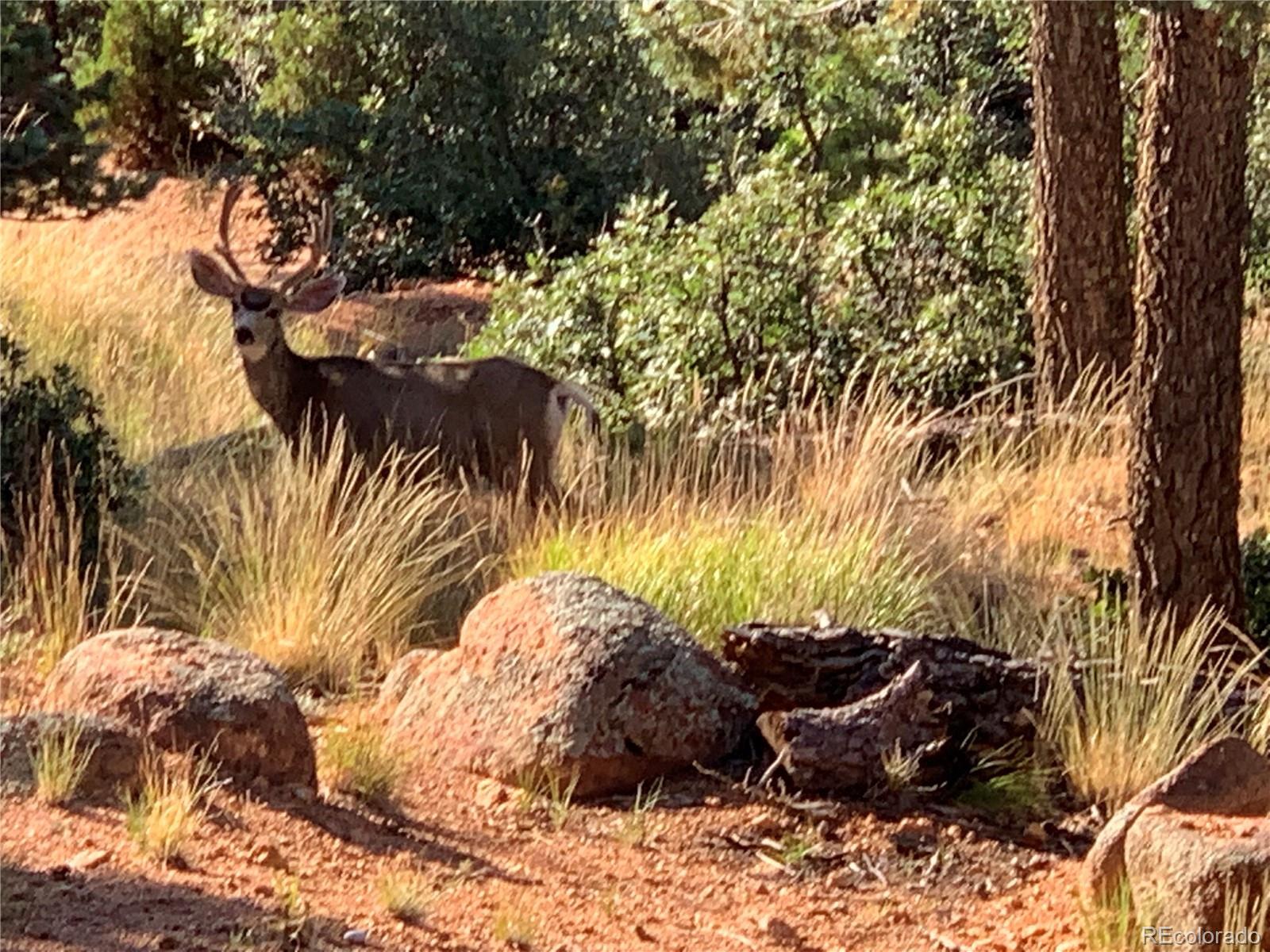 645 Sugarloaf Summit Road