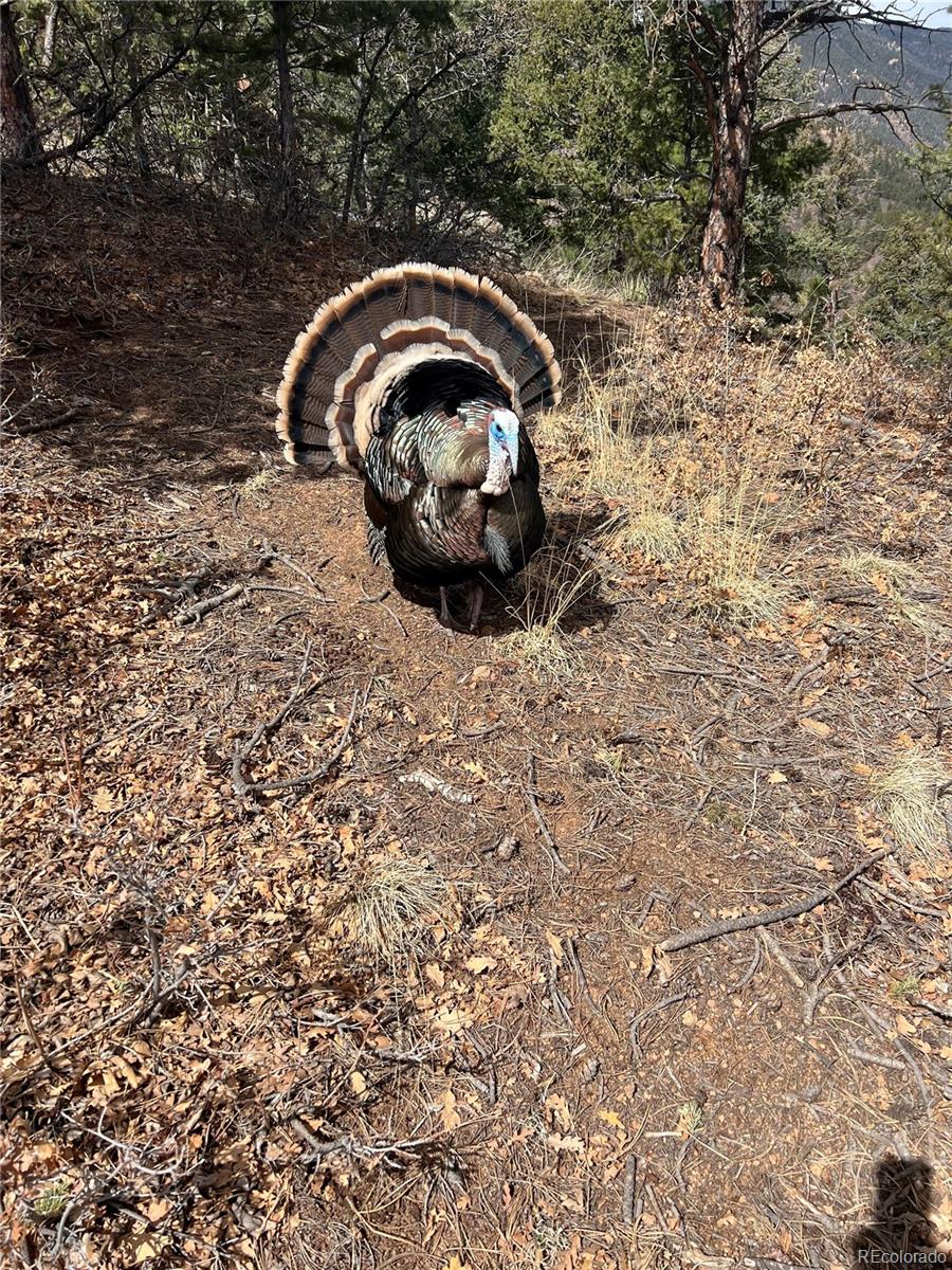 645 Sugarloaf Summit Road