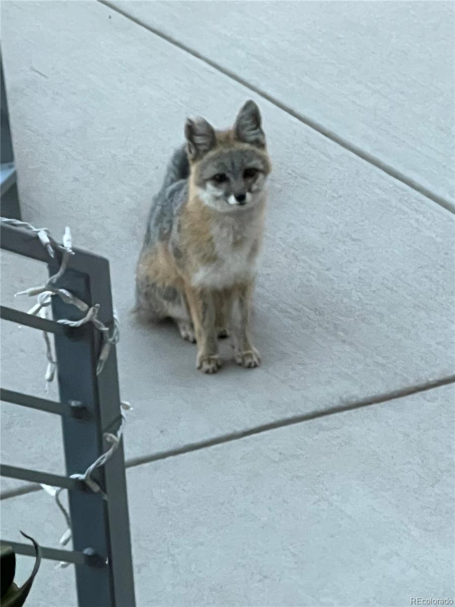 645 Sugarloaf Summit Road