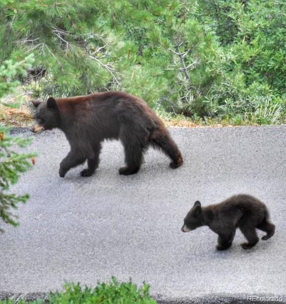 645 Sugarloaf Summit Road