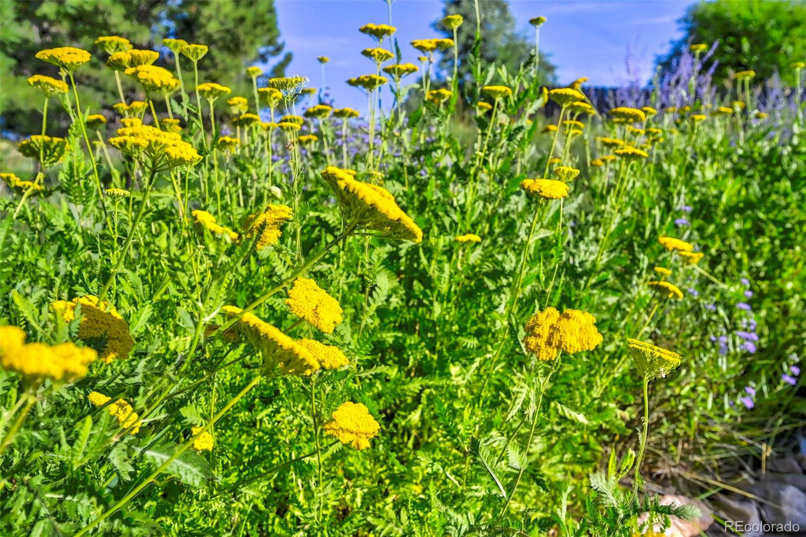 920 Grey Eagle Circle N