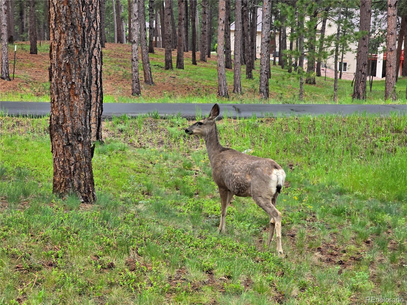 15975 Winding Trail Road