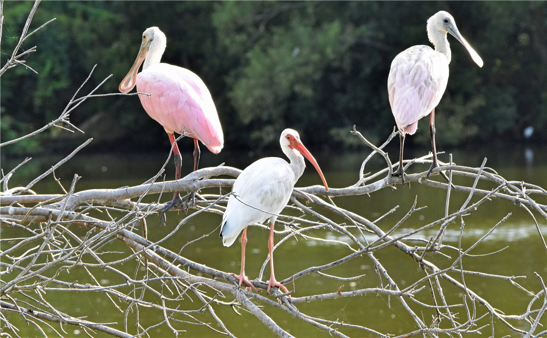 96744 SOAP CREEK DRIVE