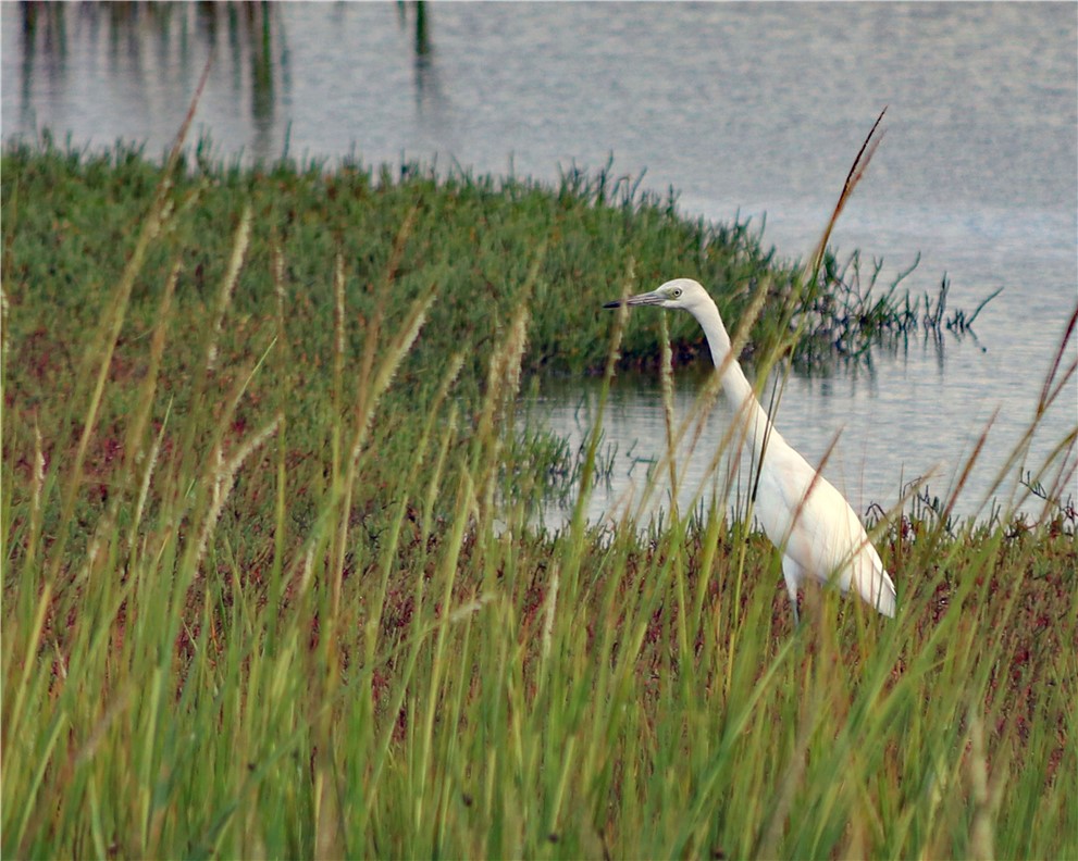 96744 SOAP CREEK DRIVE