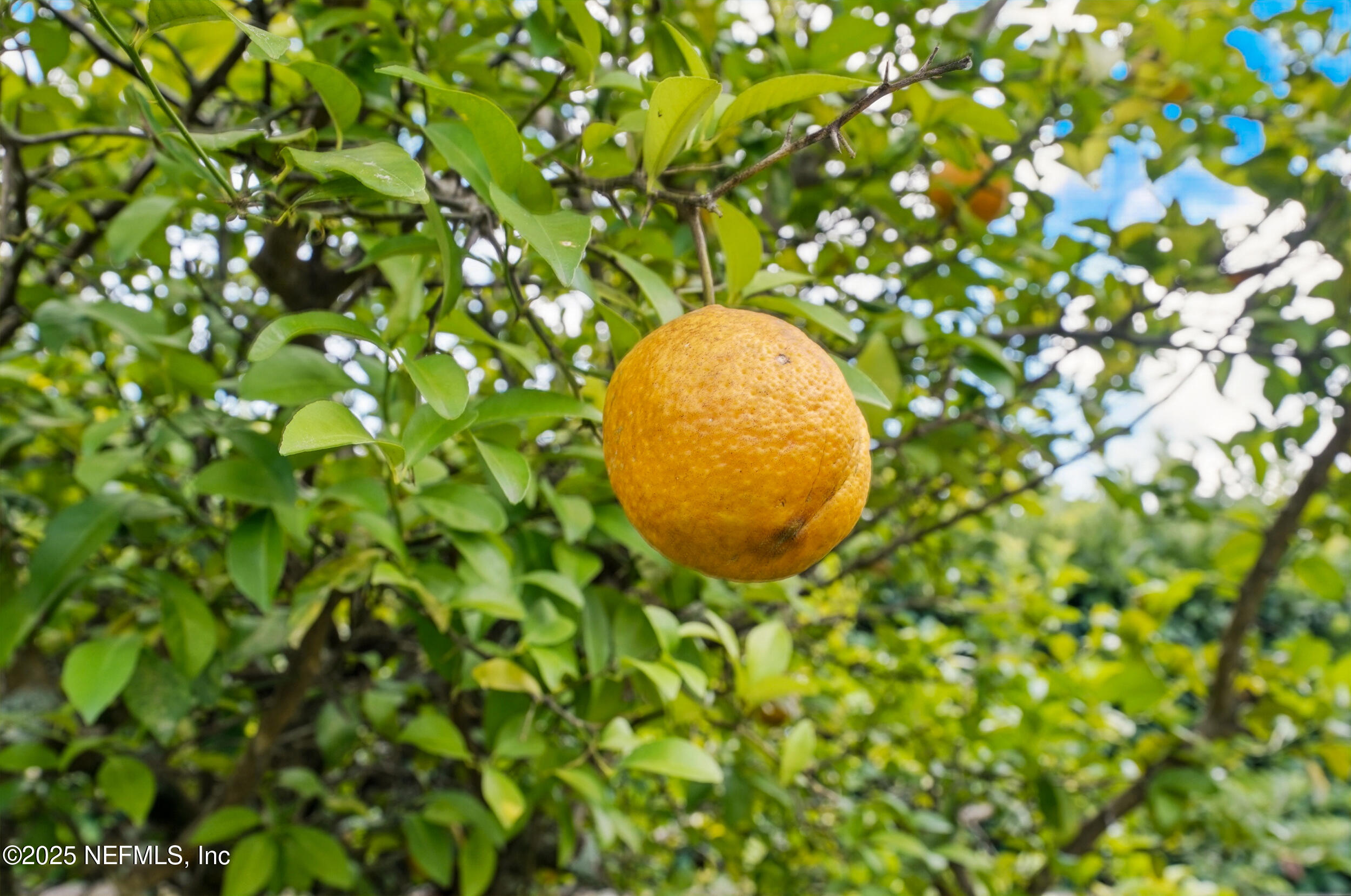 428 TWIN OAKS Lane, St. Johns