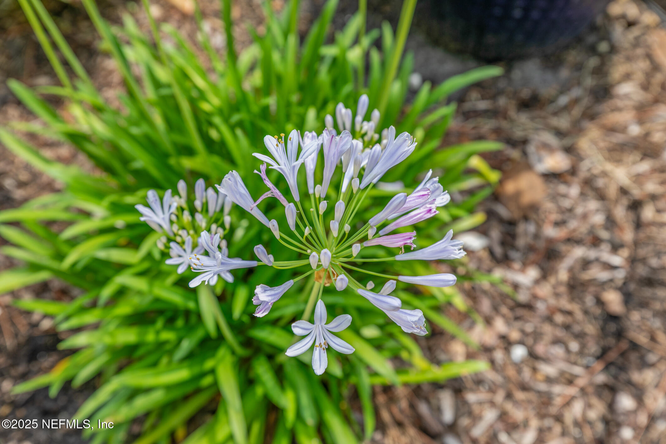 2435 DEN Street, St. Augustine