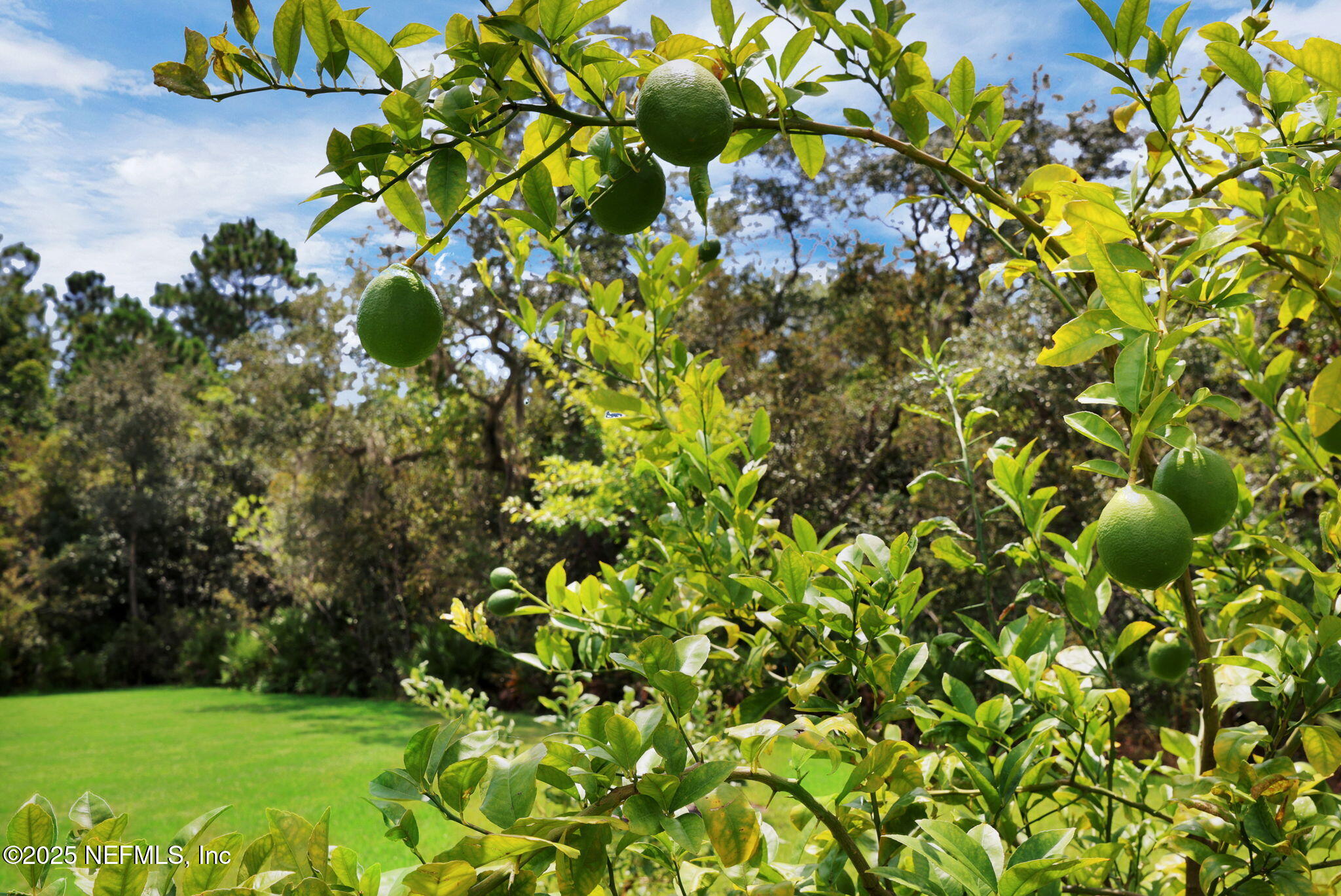 576 TIMBER LIGHT Trail