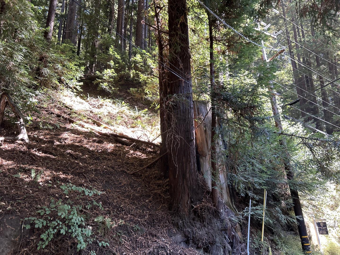 0 0 Redwood
