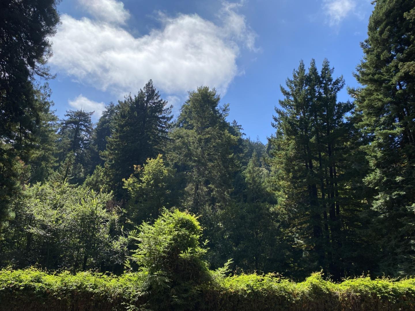 0 0 Redwood