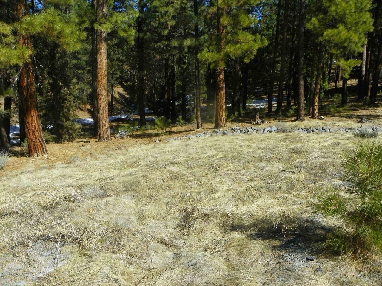 462 Grizzly Ranch Road